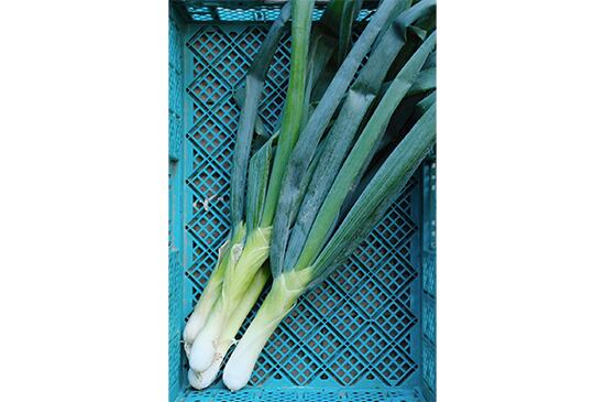 九条太ネギ苗約1000本 九条太ねぎ苗×1,000本 【公式通販】