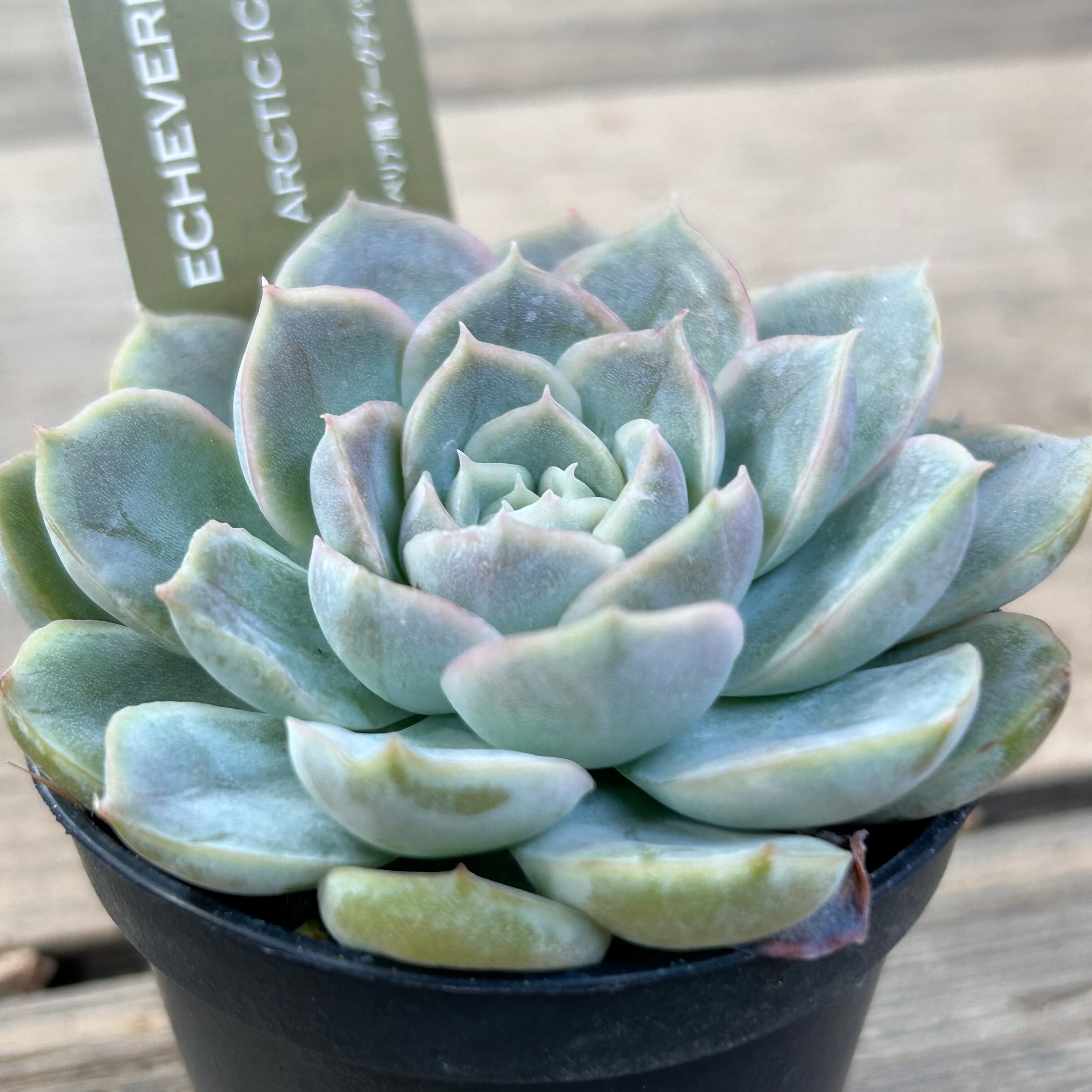 アークティックアイス | RuPo 多肉植物専門店