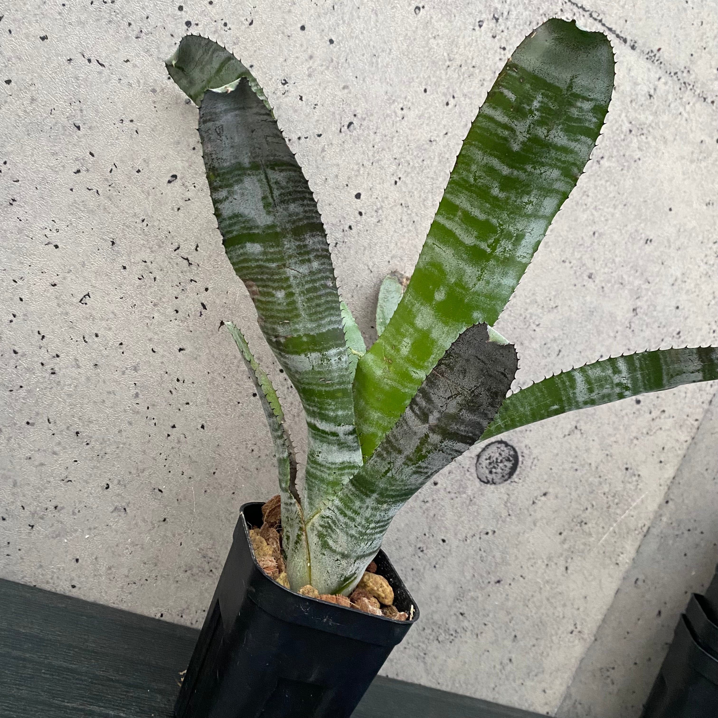 タンクブロメリア まとめ売り！引き取り限定 タンクブロメリア | Planet Plants プラネットプランツ