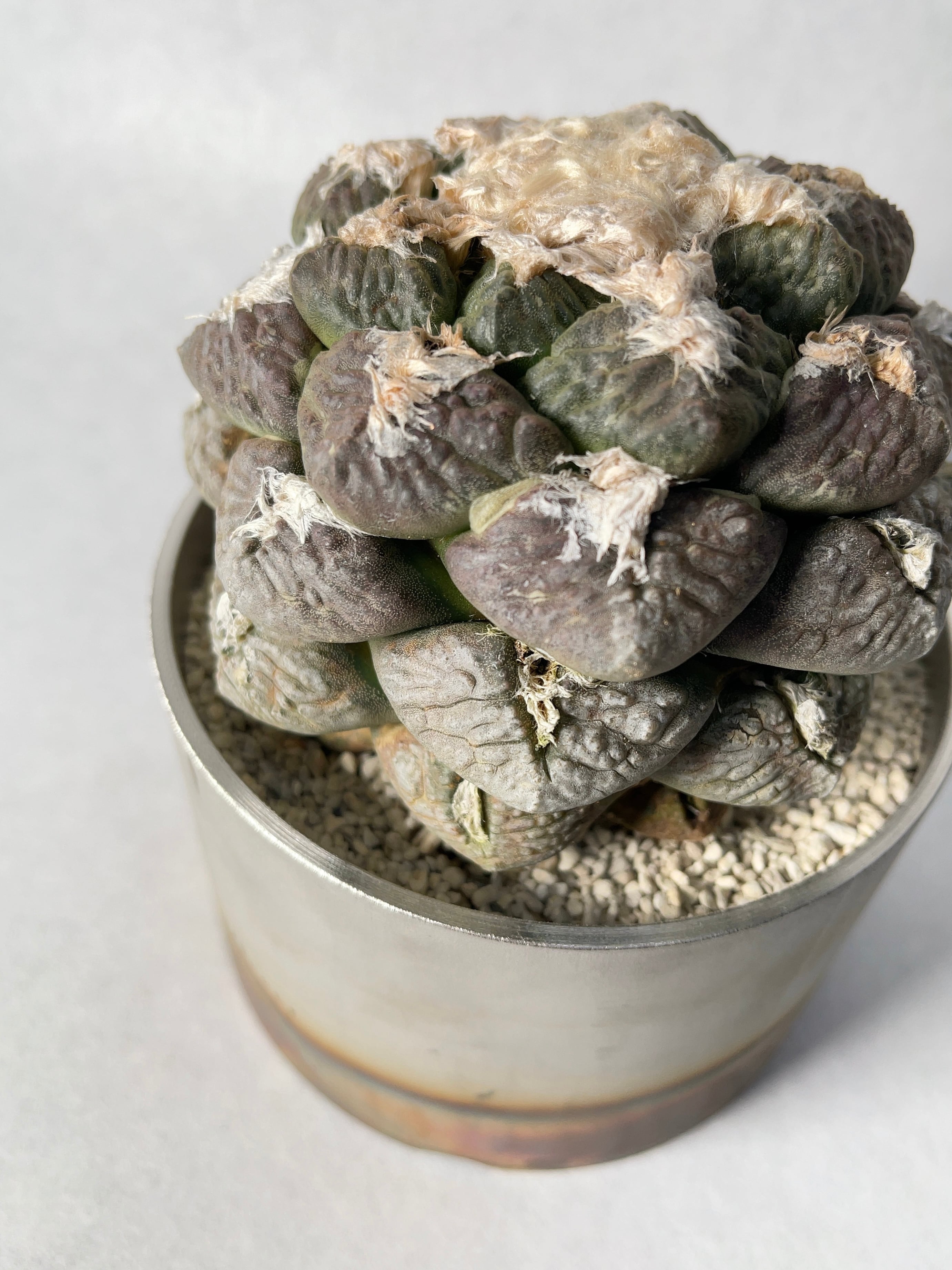 Amazon.co.jp: コメックス ツールセット L(グランデ)／S(ピッコロ）薪