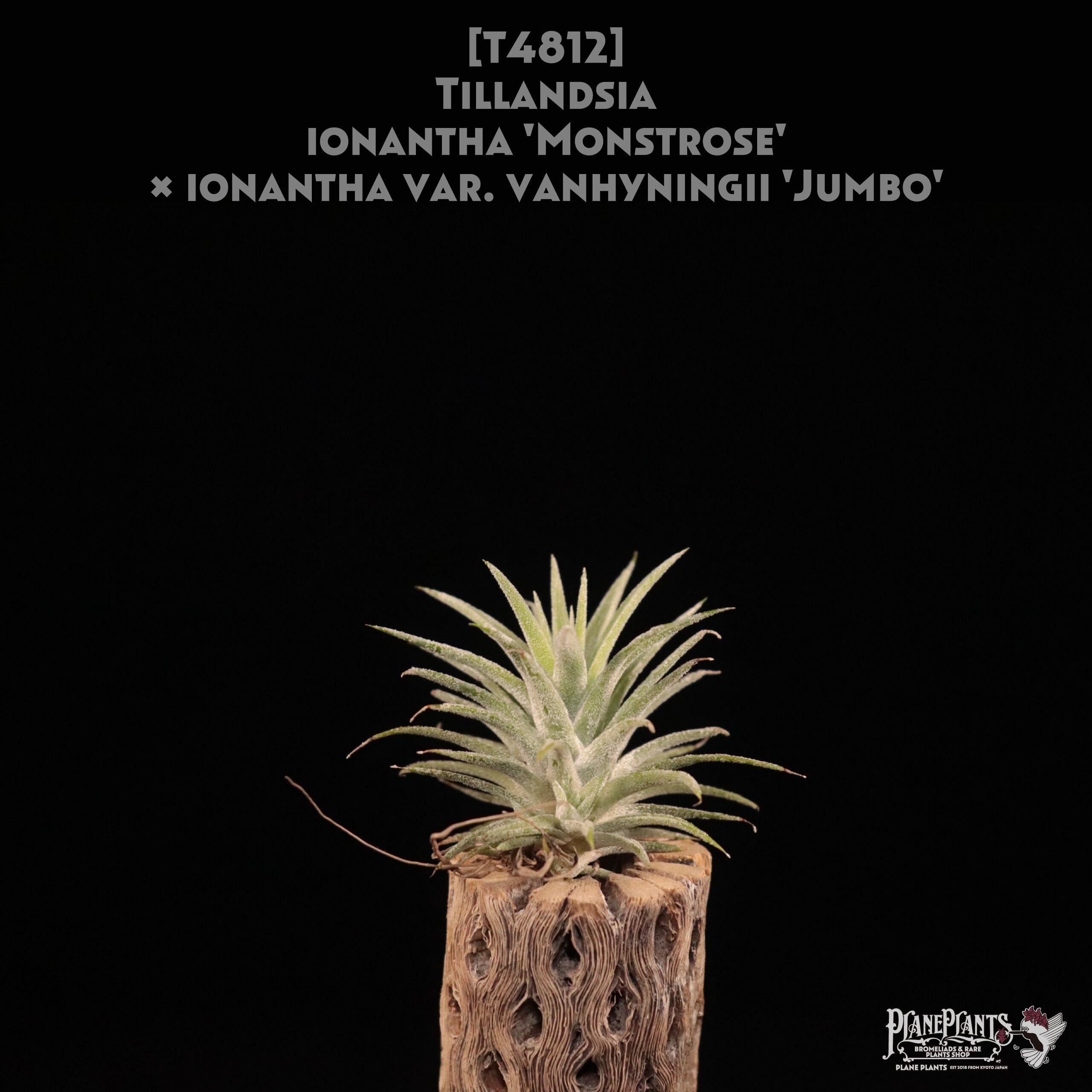 【reserved】ionantha 'Monstrose' x ionantha var. vanhyningii 'Jumbo'〔エアプランツ〕現品発送T4812