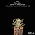 【reserved】ionantha 'Monstrose' x ionantha var. vanhyningii 'Jumbo'〔エアプランツ〕現品発送T4812