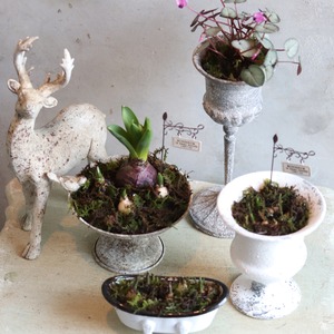 ムスカリカップ　届いてすぐ玄関に飾れる 　プレゼントにもオススメ　