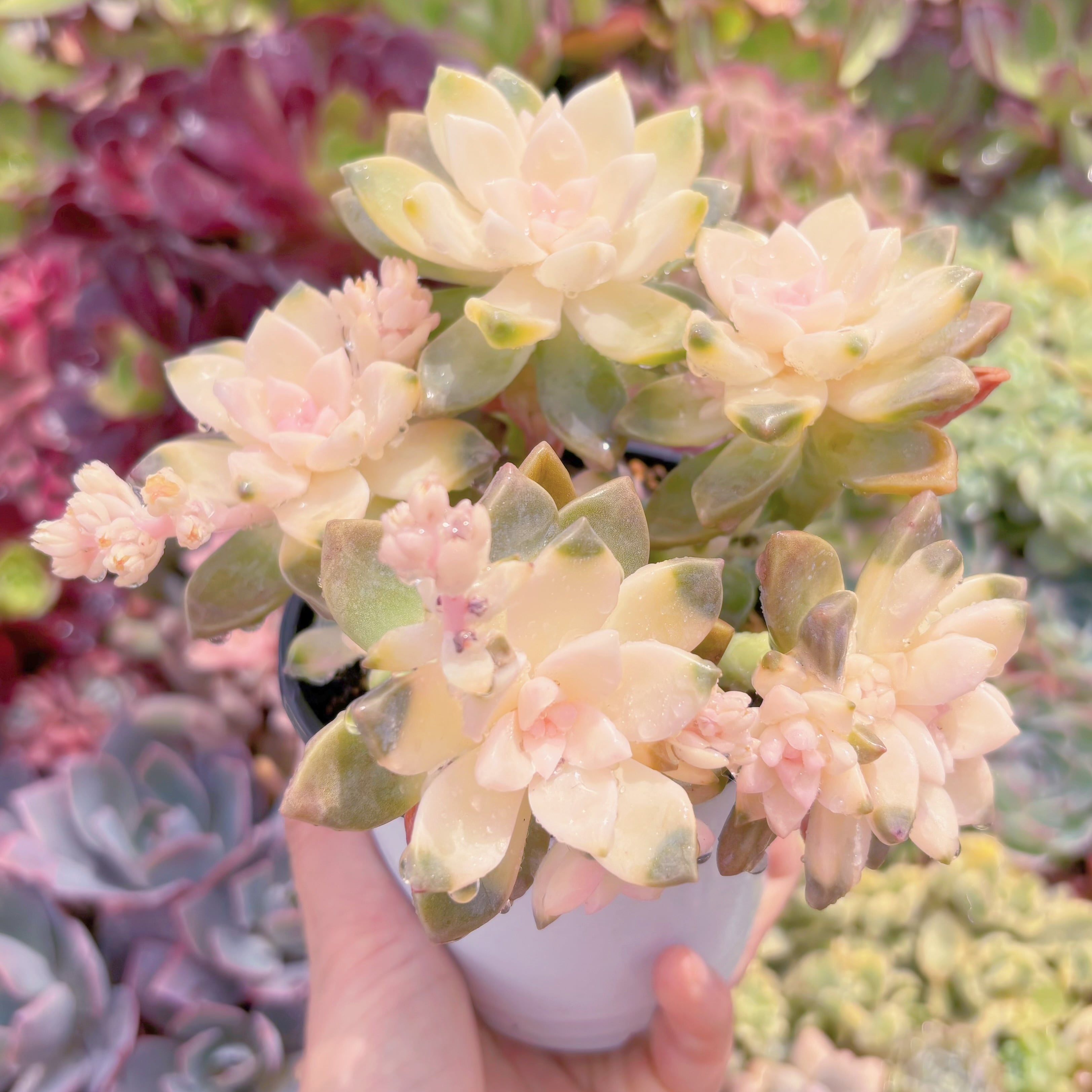 現品　淡雪錦#757　新入荷　るる農園