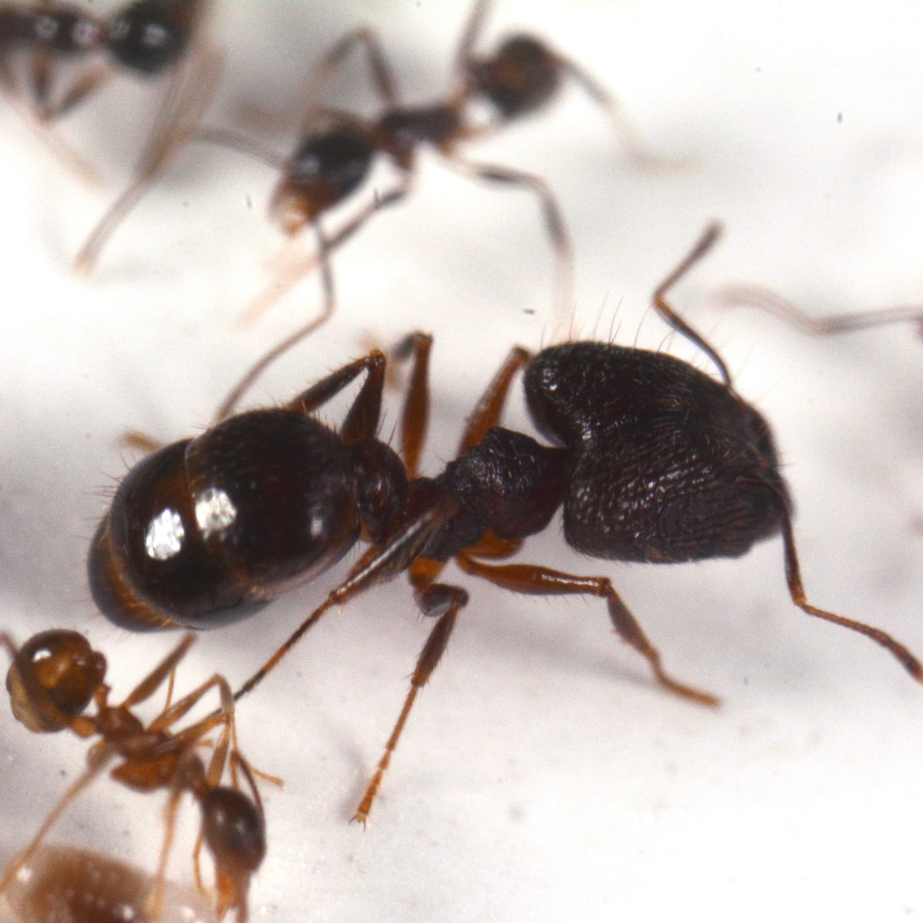 Camponotus オオアリ コロニー 女王アリ ワーカー50匹 死着保証あり Turkestanus Www Viti Cat