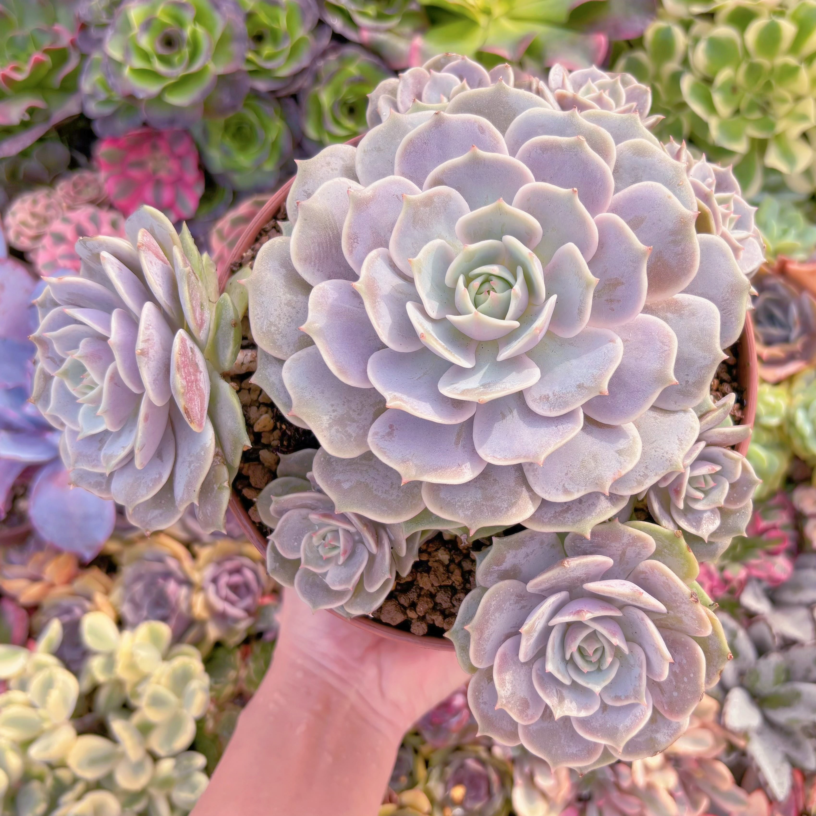 現品　ローラ#A023　大群生　新入荷　るる農園