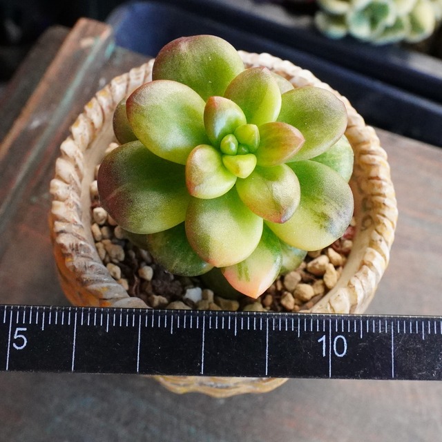 20%OFF！　※再入荷※【松の緑錦】斑入り　レア　韓国多肉