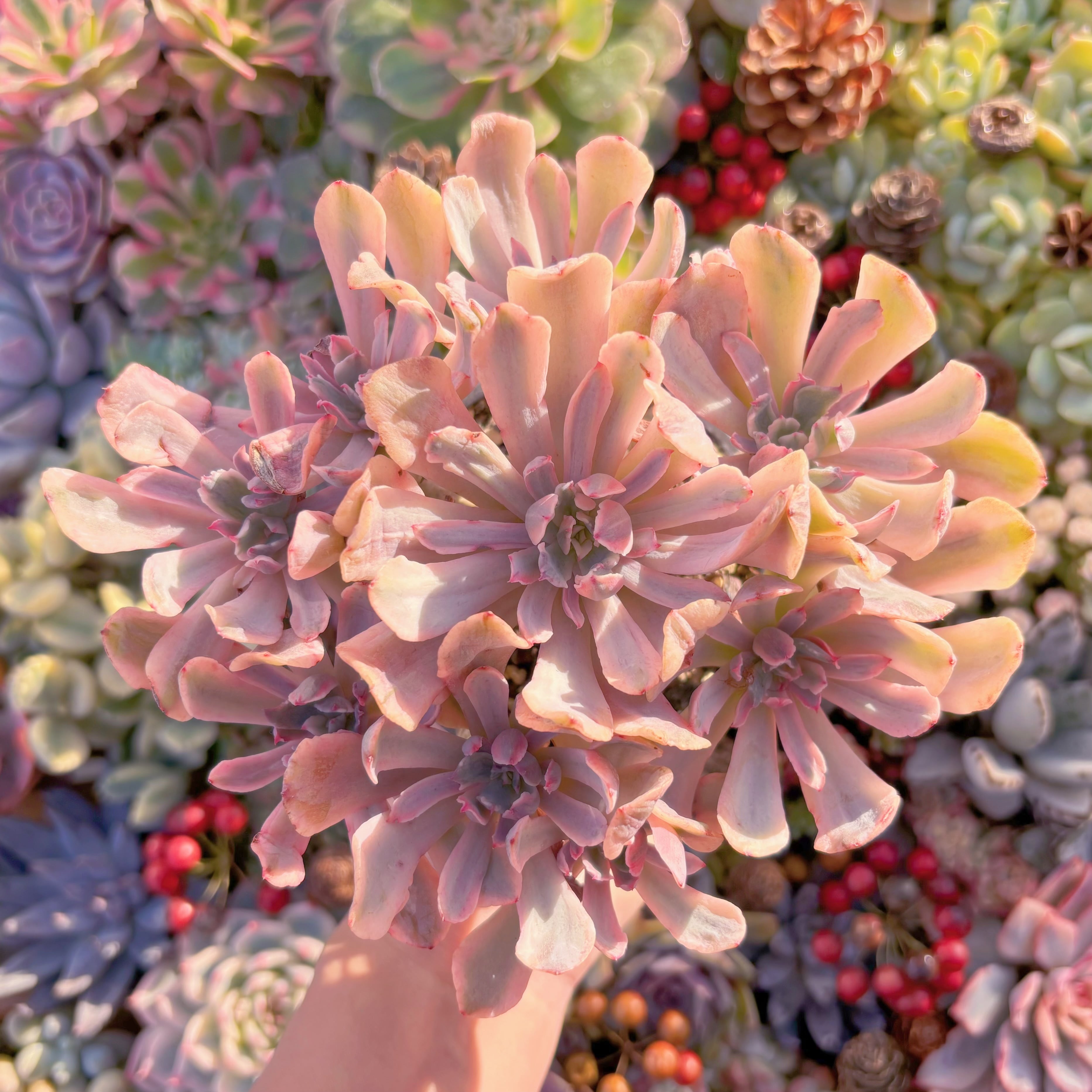 現品　hoveyi錦#634　群生　るる農園