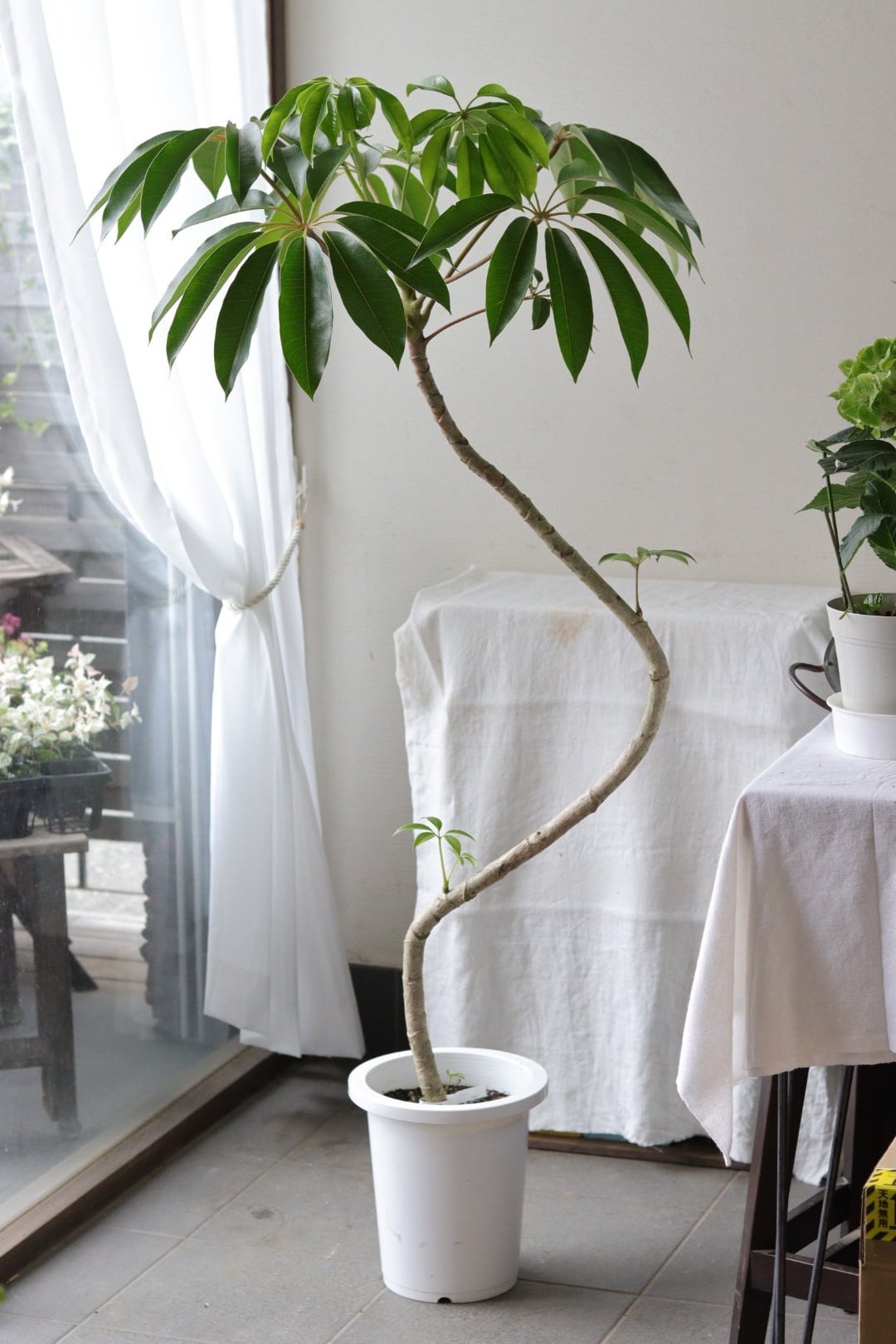つやつやリーフ♡とても強い♡ザミオクルカス♡9号鉢 | Total Plants Egret