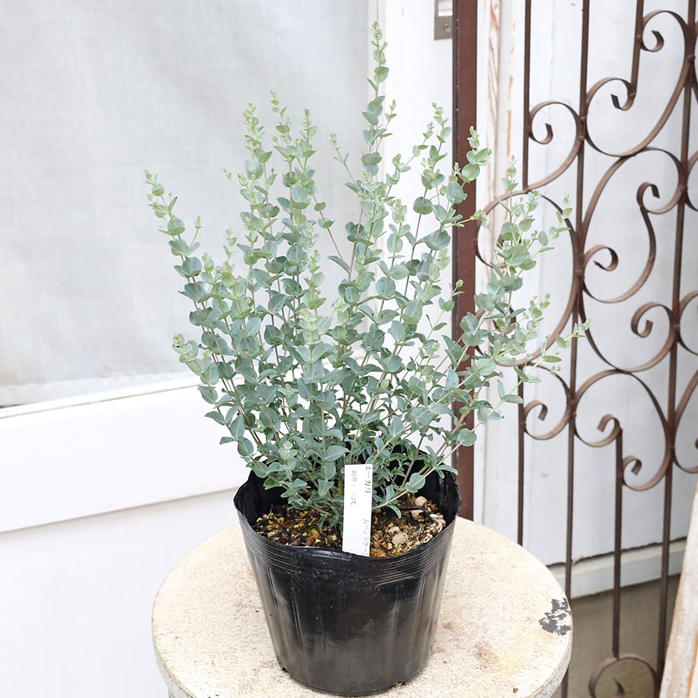 常緑苗木 ユーカリ ムーンラグーン 5号 H50cm 庭木 コンパクト 鉢植え
