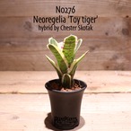 【送料無料】Neoregelia 'Toy tiger'〔ネオレゲリア〕現品発送N0276