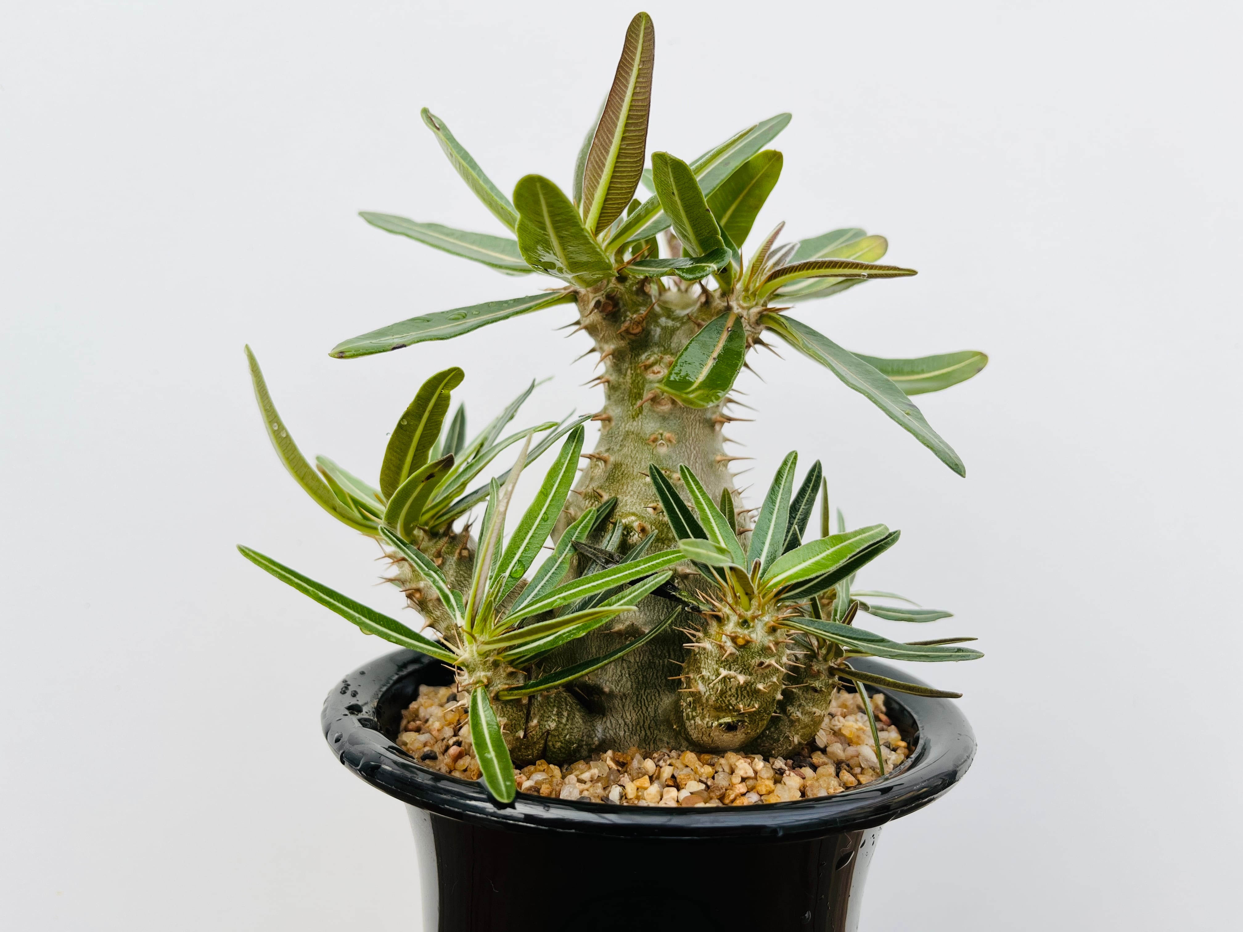 Pachypodium densiflorum　パキポディウム　デンシフローラム　多肉植物　塊根植物 | plants MARU ー  多肉植物・サボテン・園芸グッズのお店 ー powered by BASE