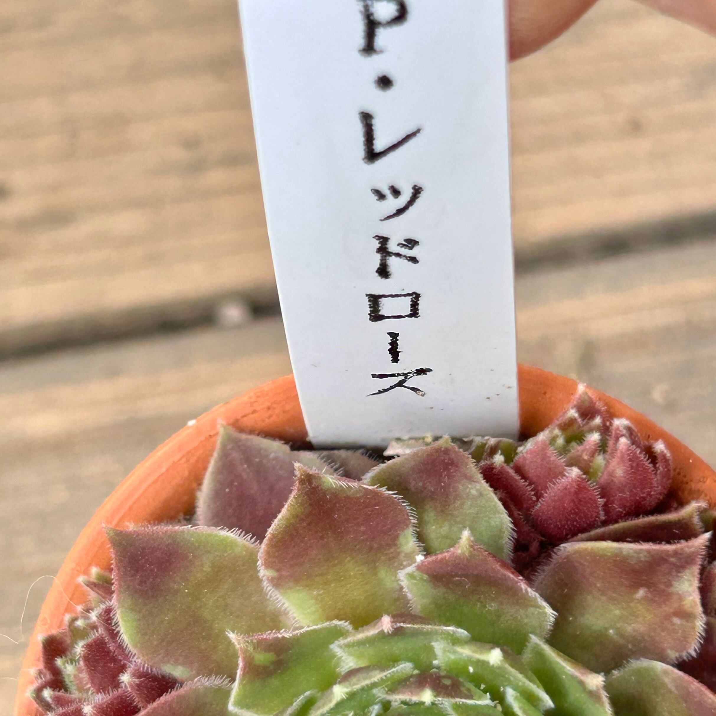 P・レッドローズ センペルビウム | RuPo 多肉植物専門店
