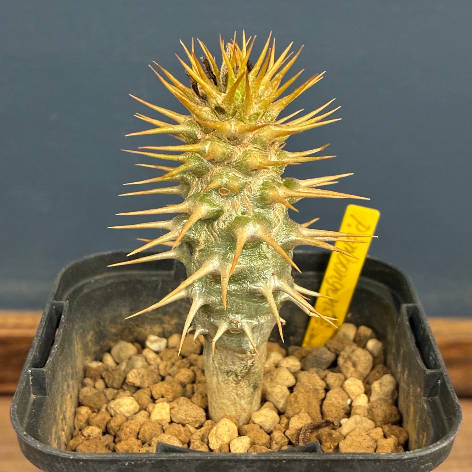 塊根植物 | PROTOLEAF プロトリーフ