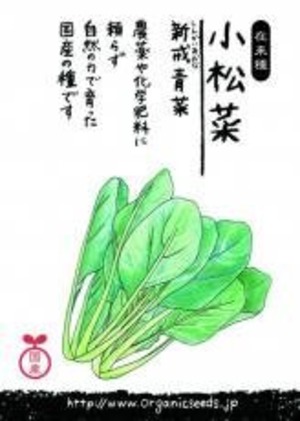 国産小松菜(新戒青菜) 約５００粒　ＮＬＳ