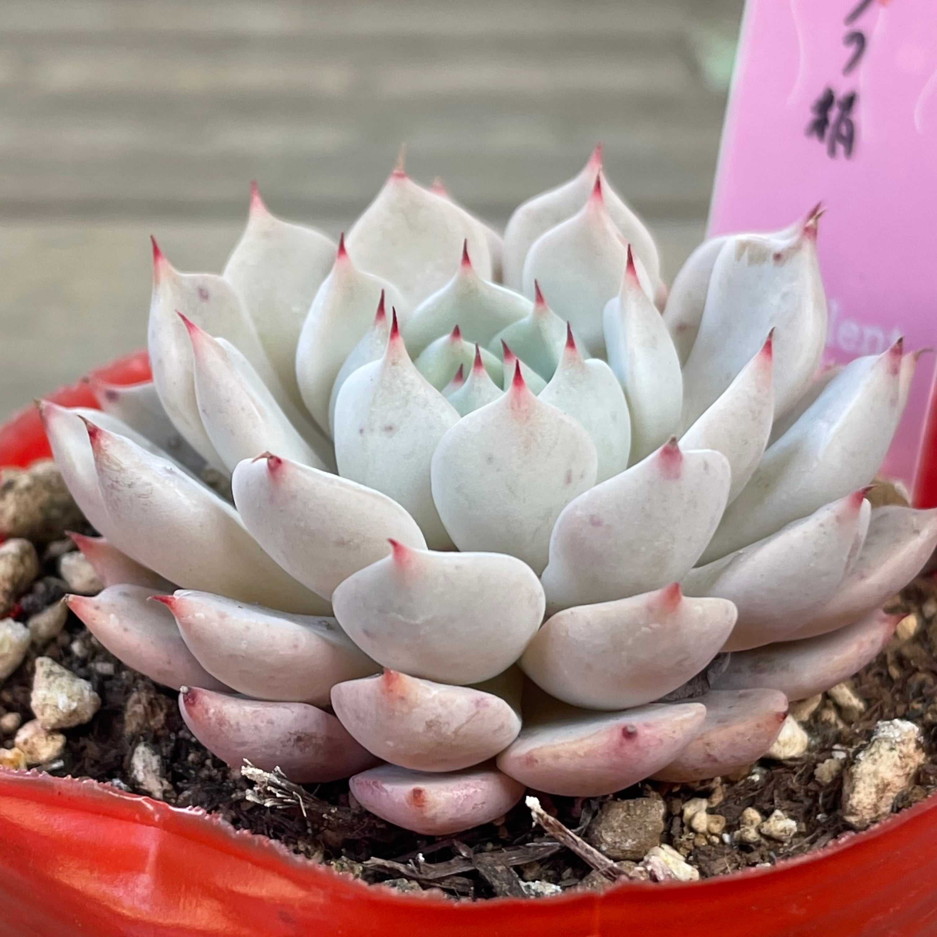 野バラの精 | RuPo 多肉植物専門店