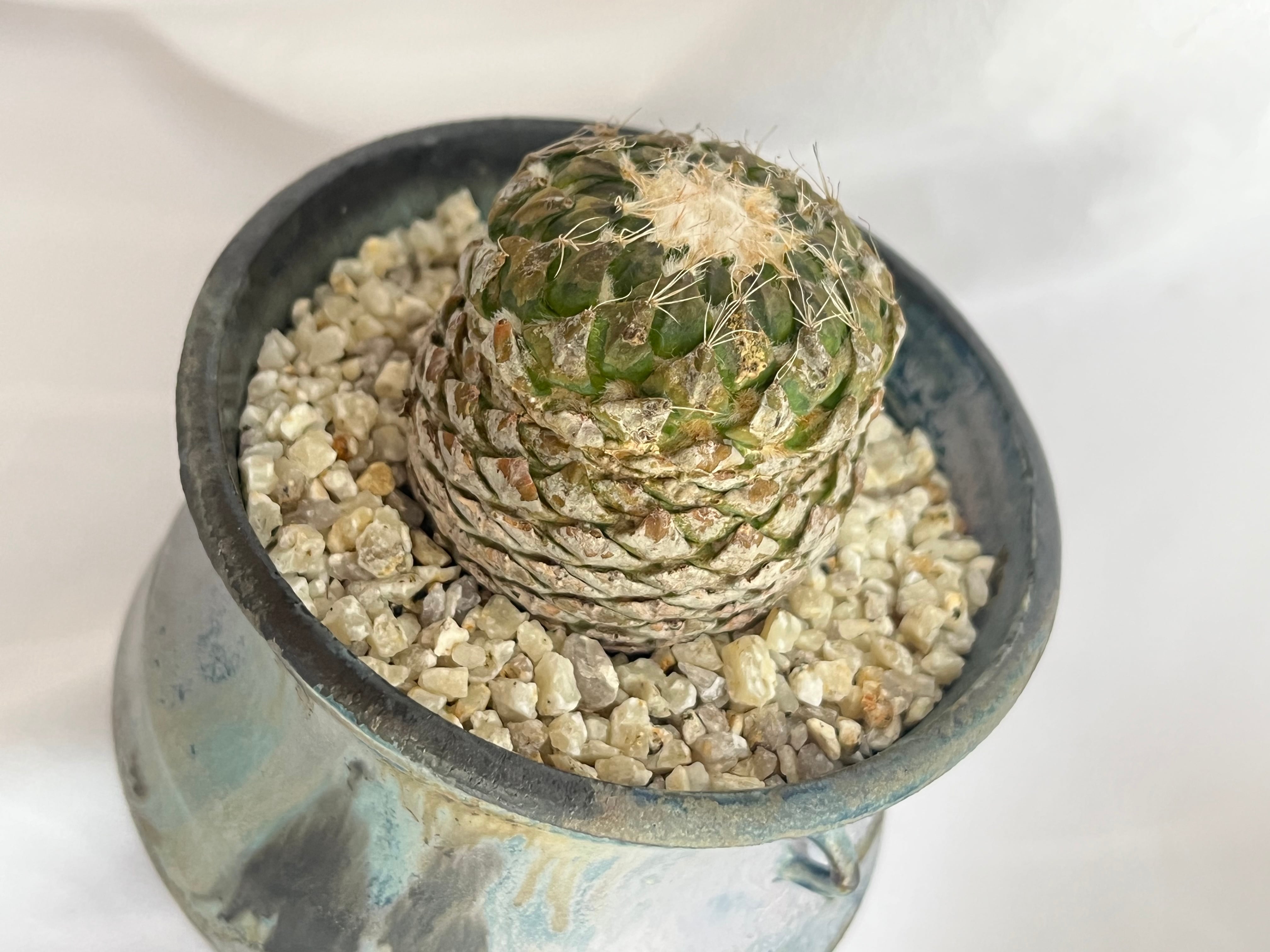 Pelecyphora strobiliformis ペレキフォラ 銀牡丹 サボテン | plants