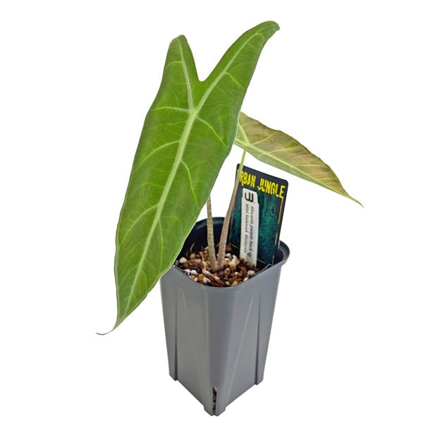 アロカシア パープルバック sp 3.5号 アーバンジャングル Urban Jungle