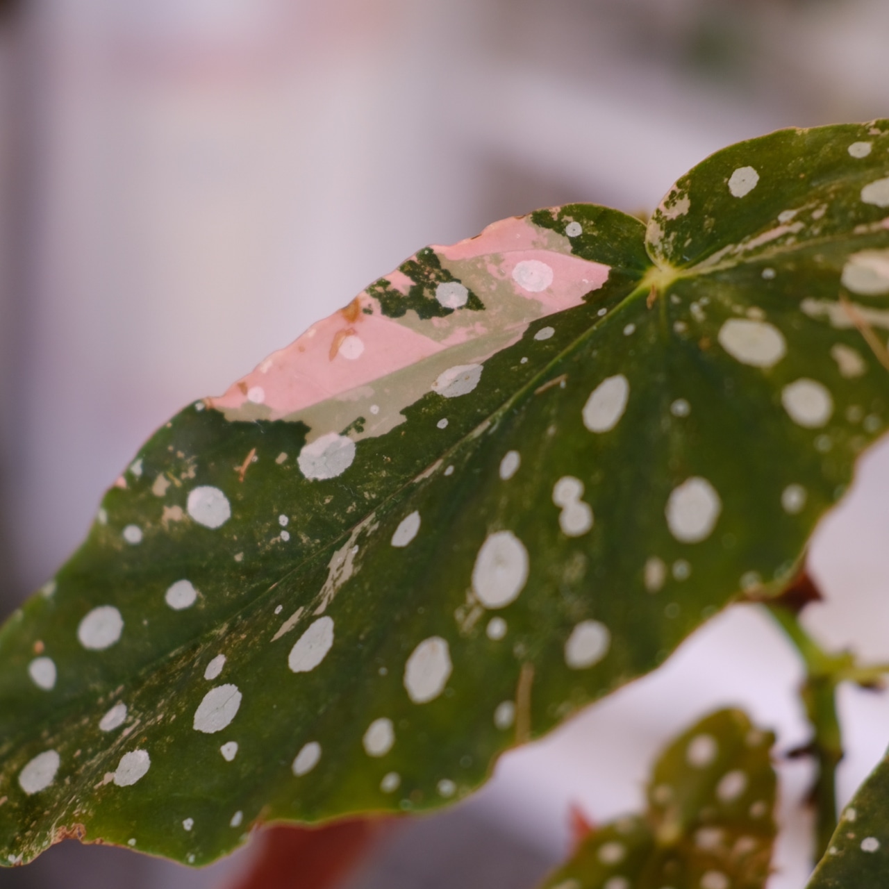 Begonia maculata variegata 'Pink'｜ベゴニア マクラータ ピンク斑入り｜観葉植物