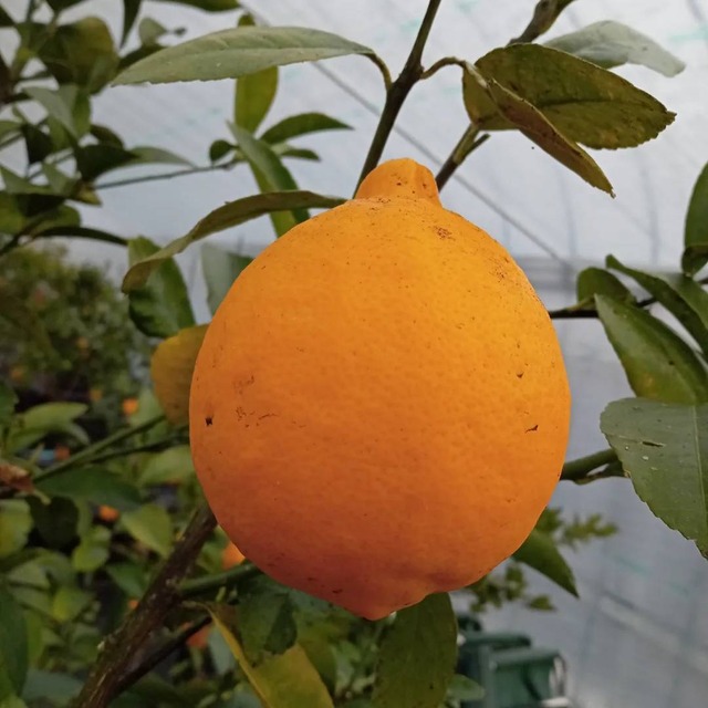 雪国レモン4個入り