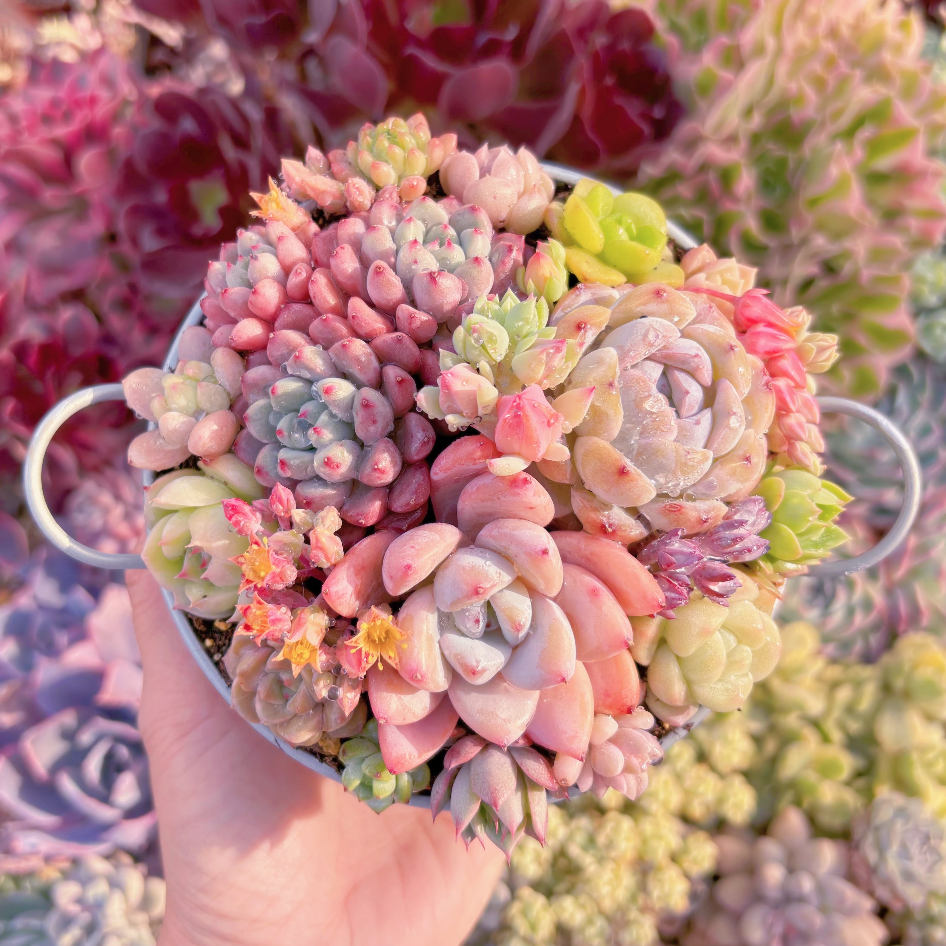 現品　寄せ植えセット#C03　るる農園