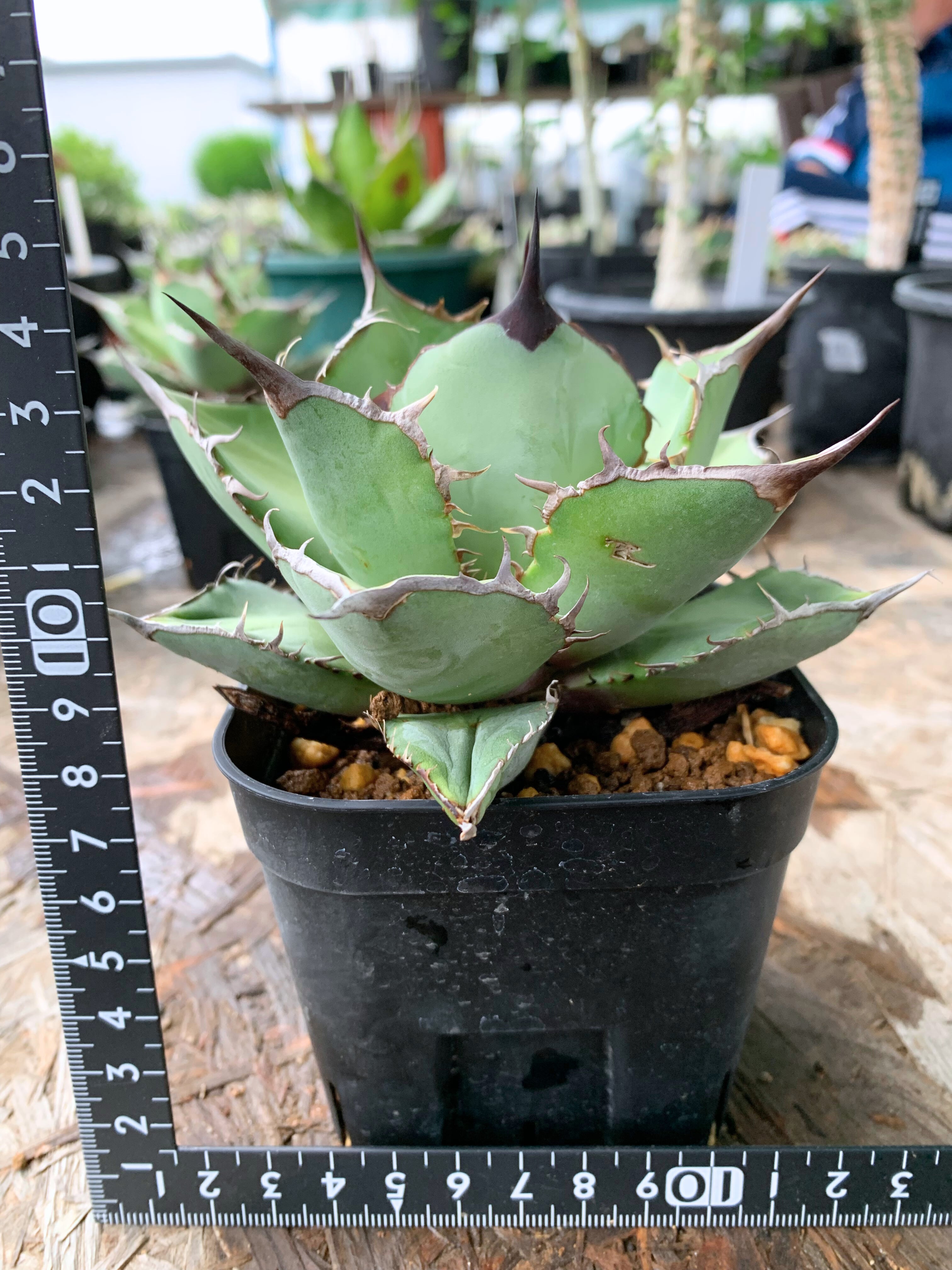 アガベ　ノーネーム アガベ ノーネーム A49【送料着払い】 | CACTUS330