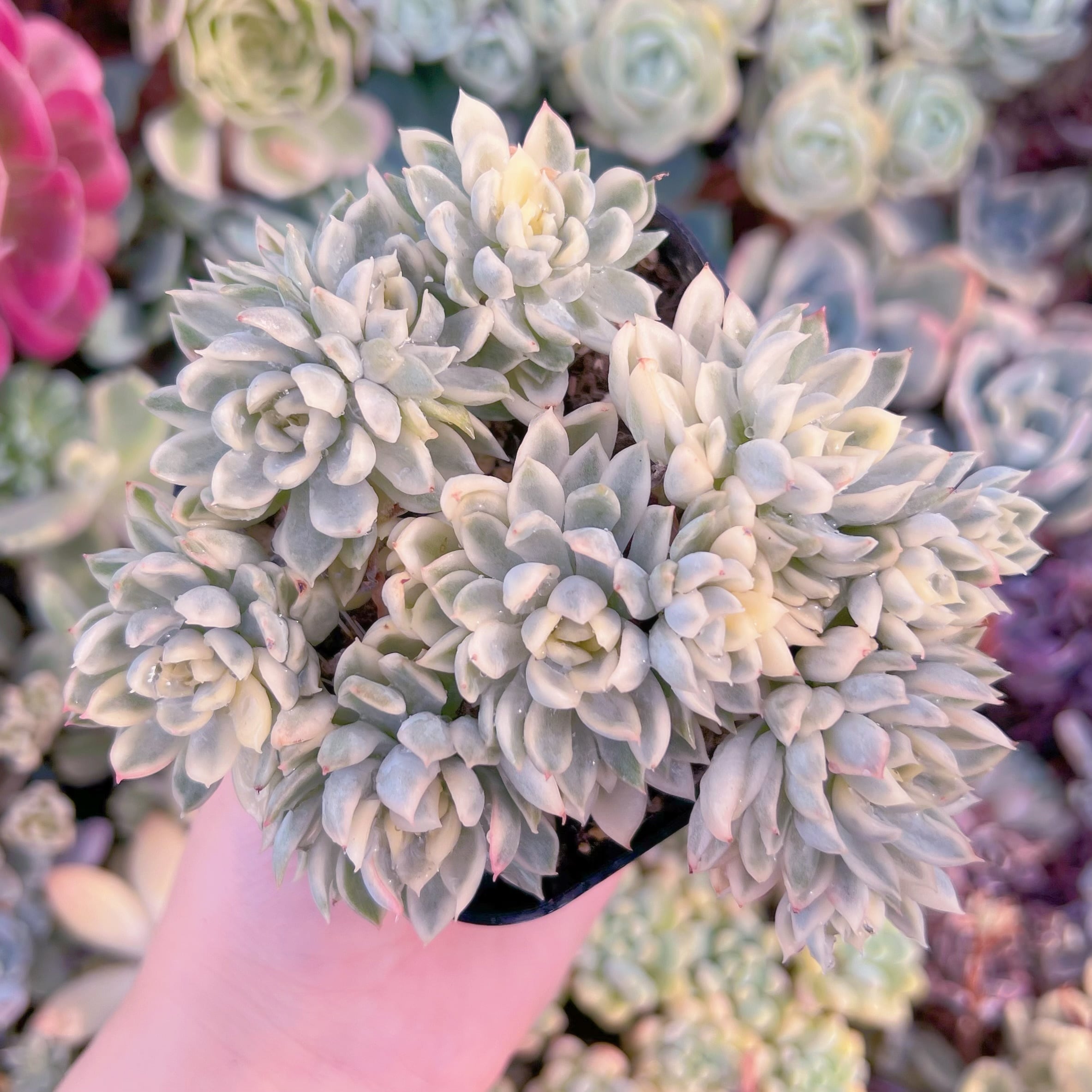 現品　女雛錦#E10　るる農園