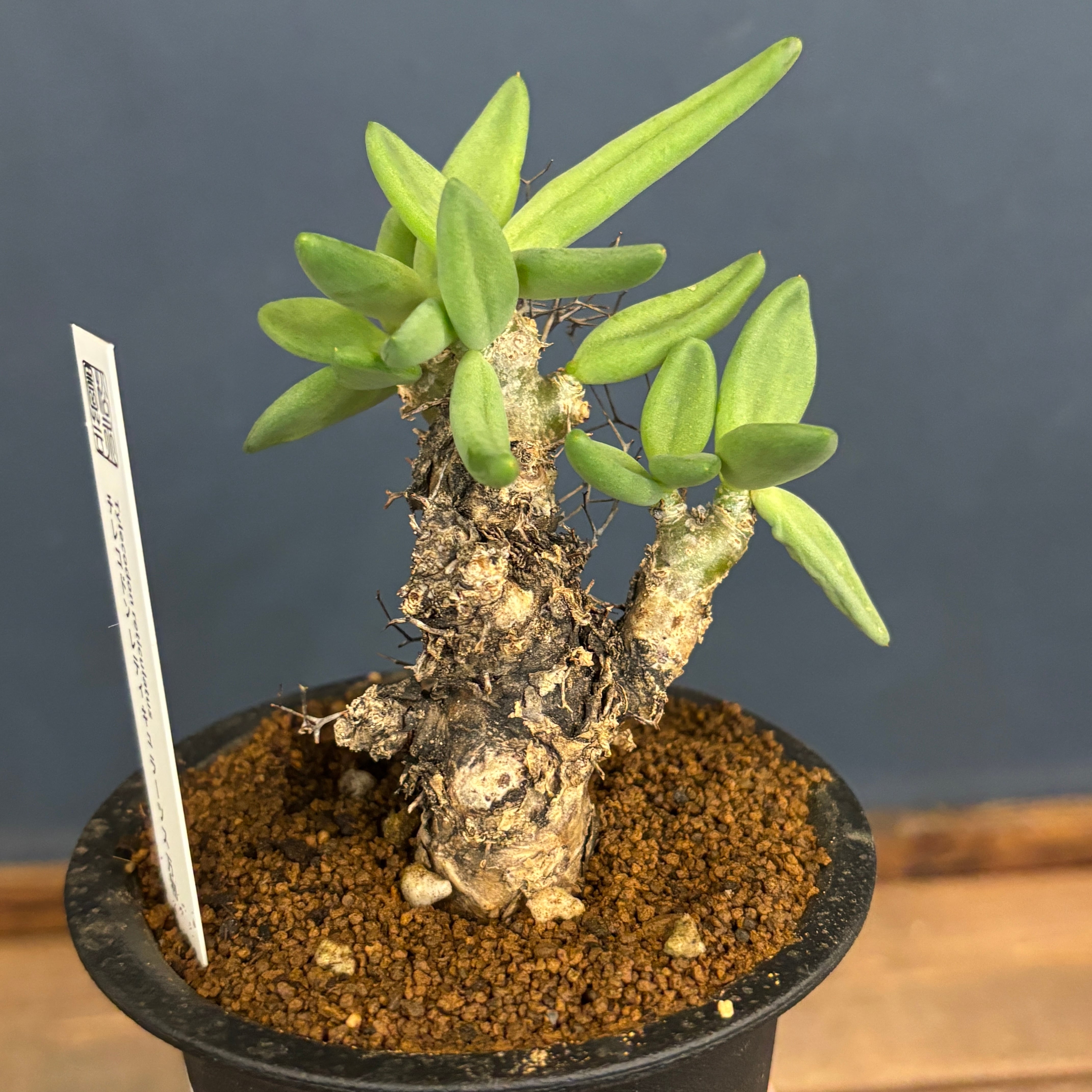 チレコドン レティキュラータス 万物想【902】 | PROTOLEAF プロトリーフ