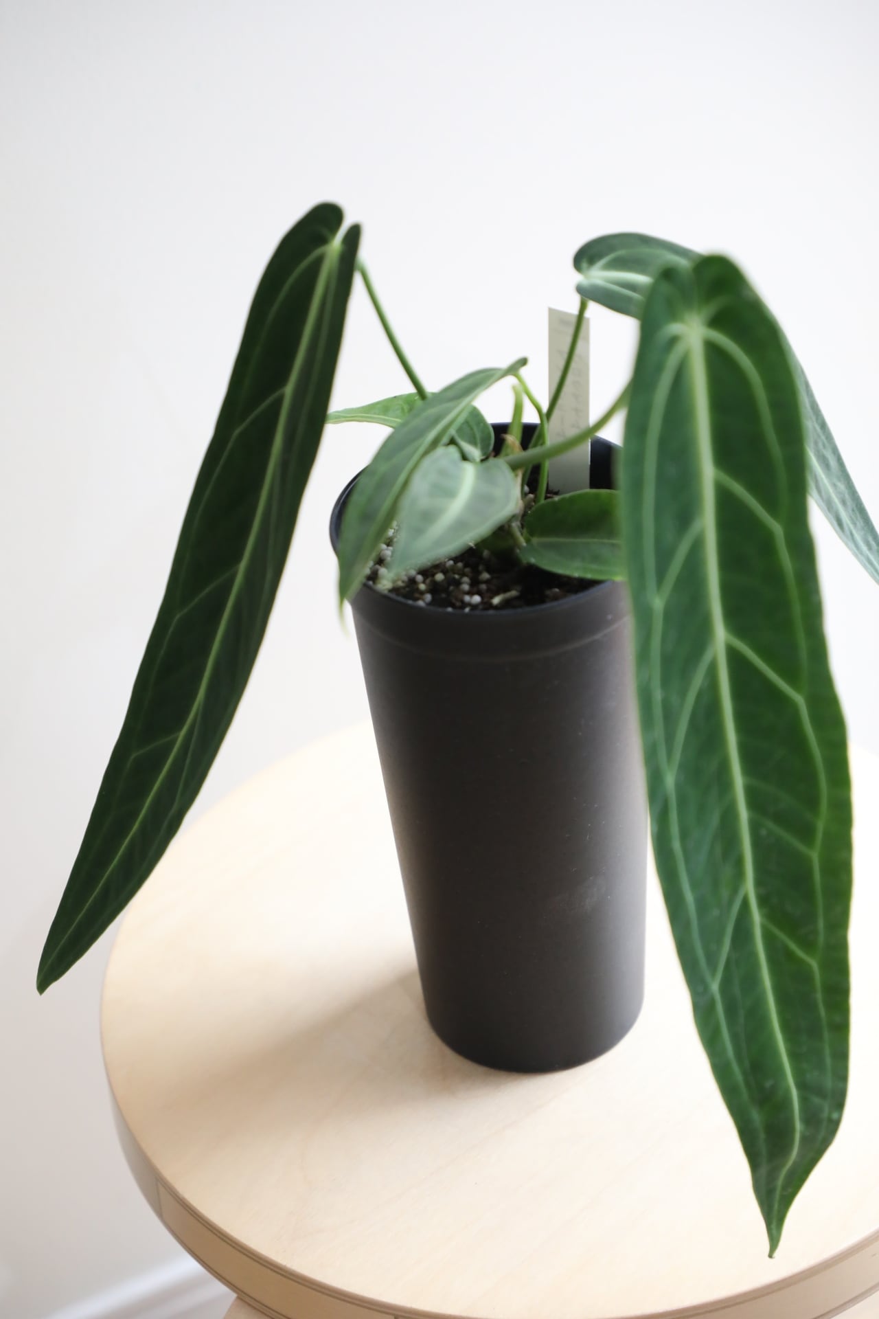 ひ*き様 YM900 052 アンスリウム・ワロクアナム M】アンスリウム ワロクアナム/Anthurium | 【厳選植物・器】MIDORI