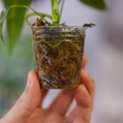 アンスリウム ワロクアーナム / Anthurium Warocqueanum⑩ / 観葉植物<育て方・花言葉>