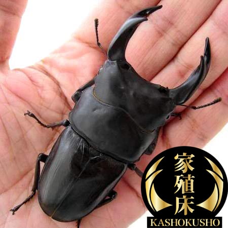 特大】オオクワガタ 能勢SR血統 ペア オス84.5mm | 輝心堂 最高級菌糸