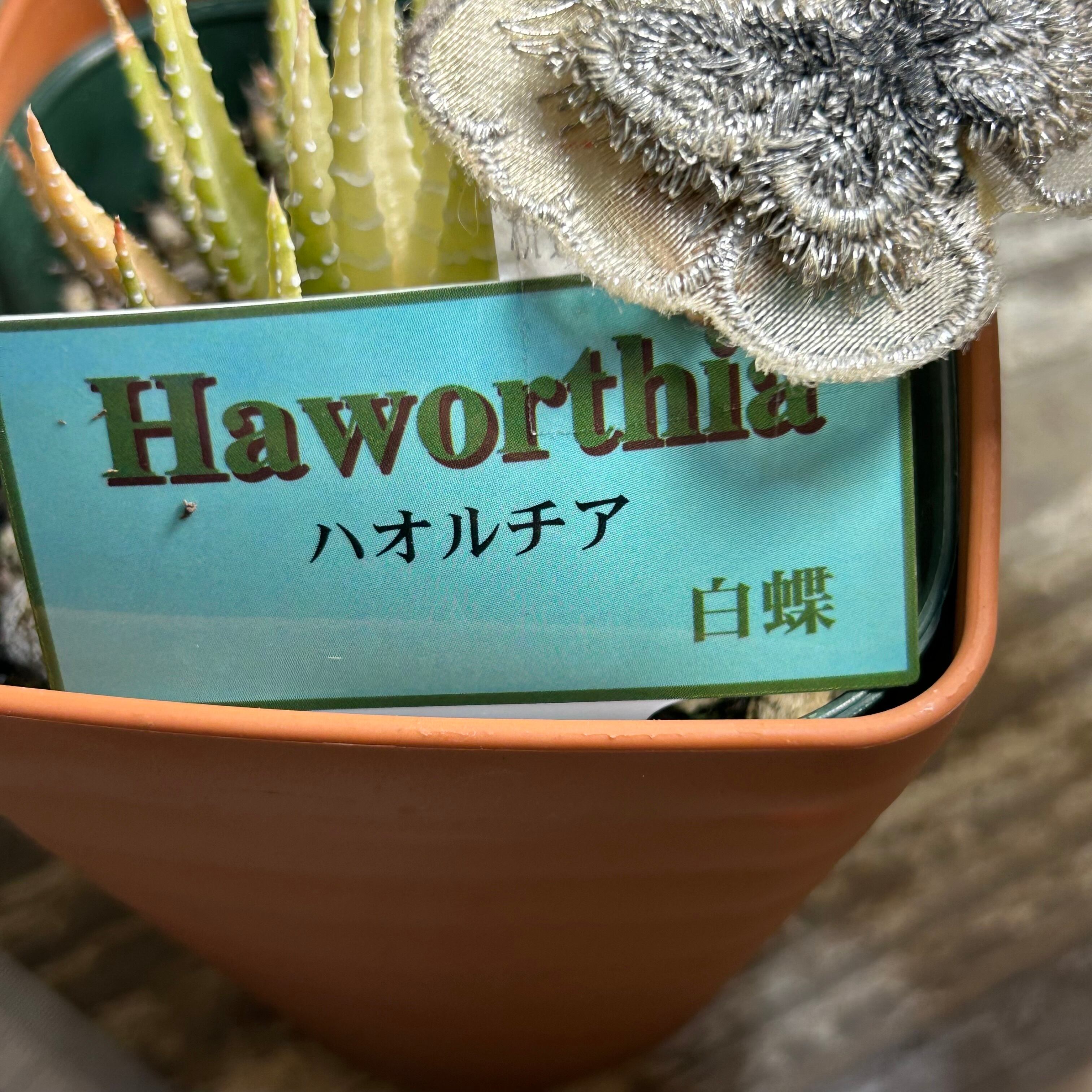 ハオルチア 白蝶 | RuPo 多肉植物専門店