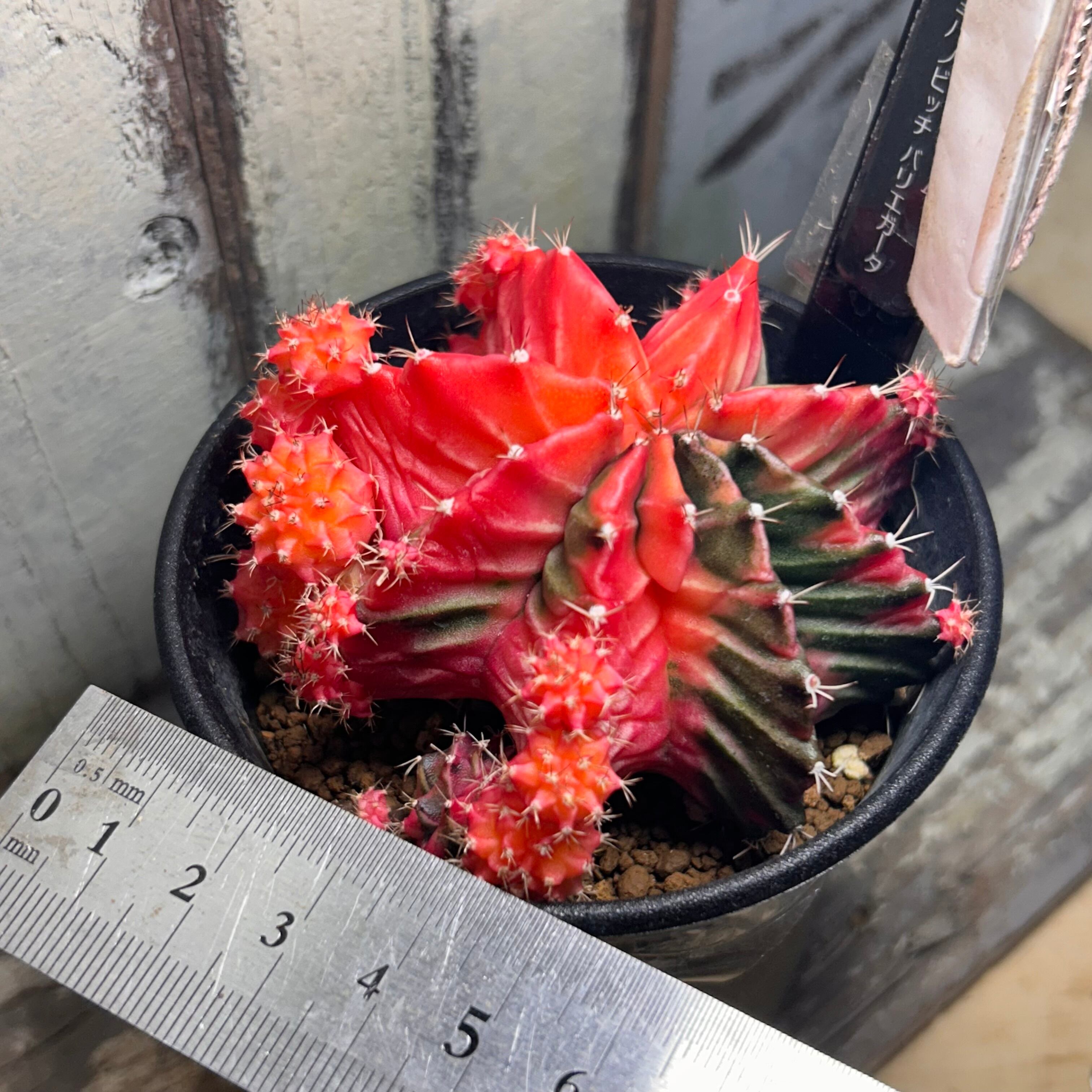 T)①ギムノカリキウム ミハノビッチ バリエガータ | RuPo 多肉植物専門店