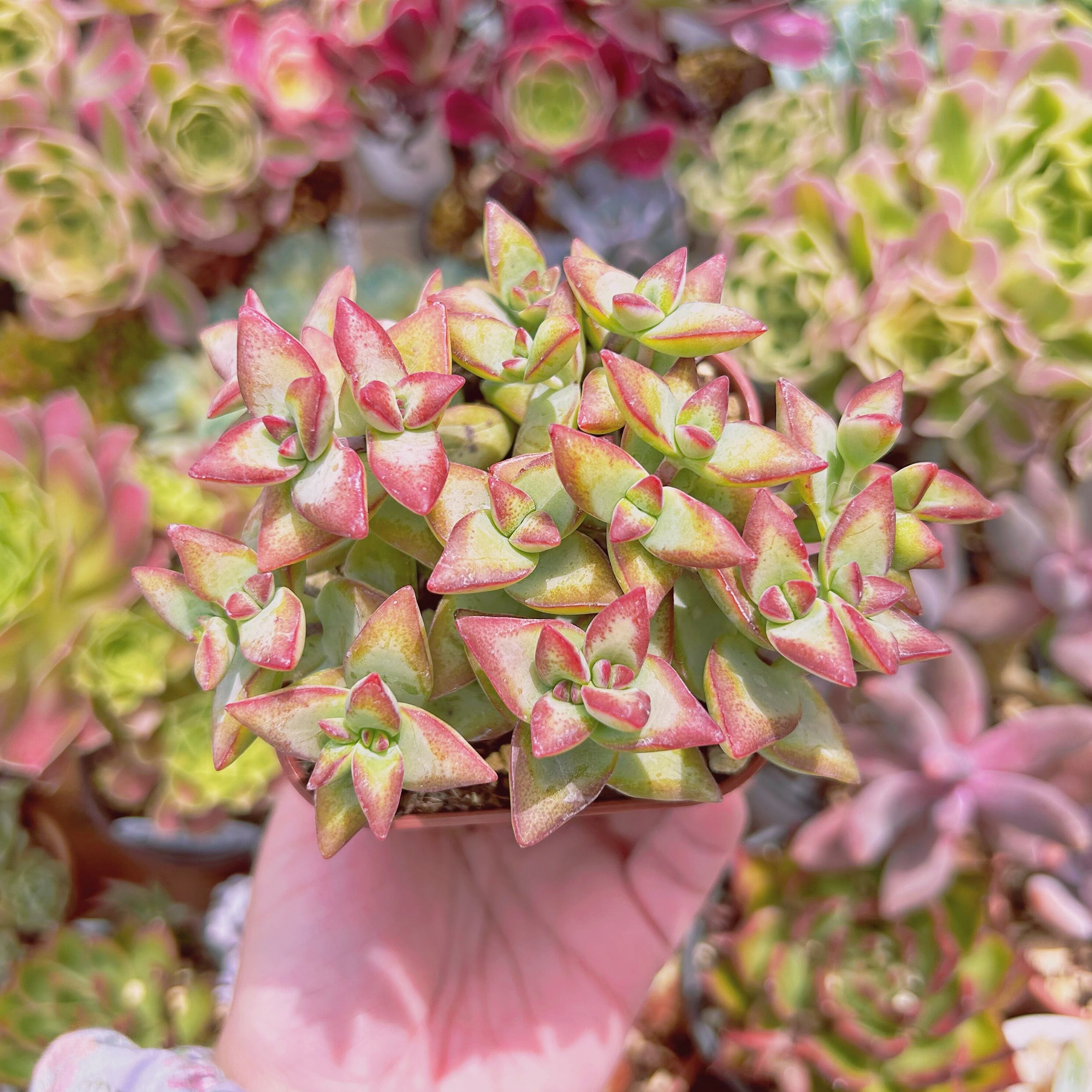 #2189現物　多肉植物　Love Letter