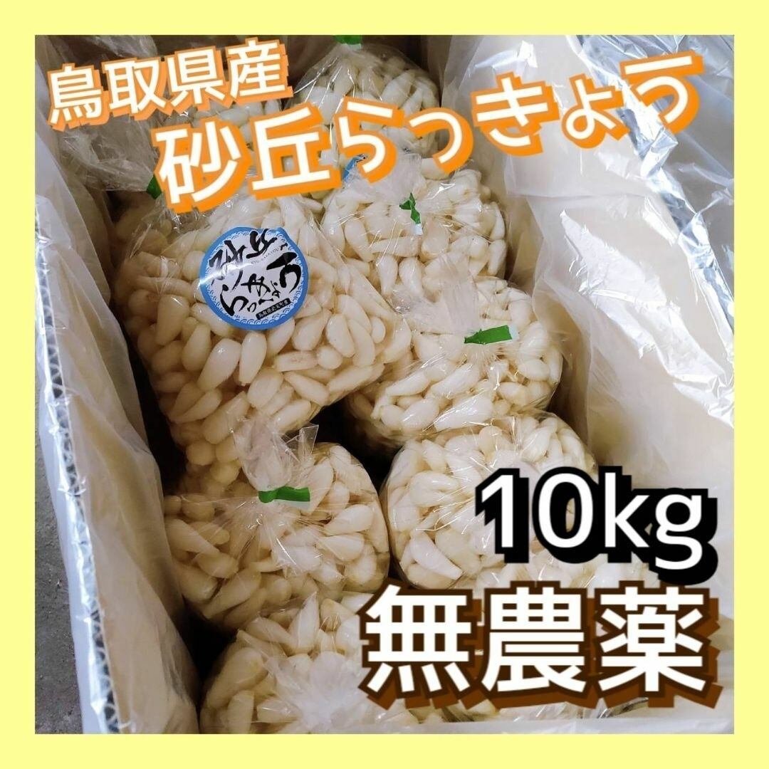 鳥取県産　砂丘　らっきょう　１０ｋｇ　無農薬 無農薬】鳥取県産 砂丘らっきょう 10kg 【公式通販】