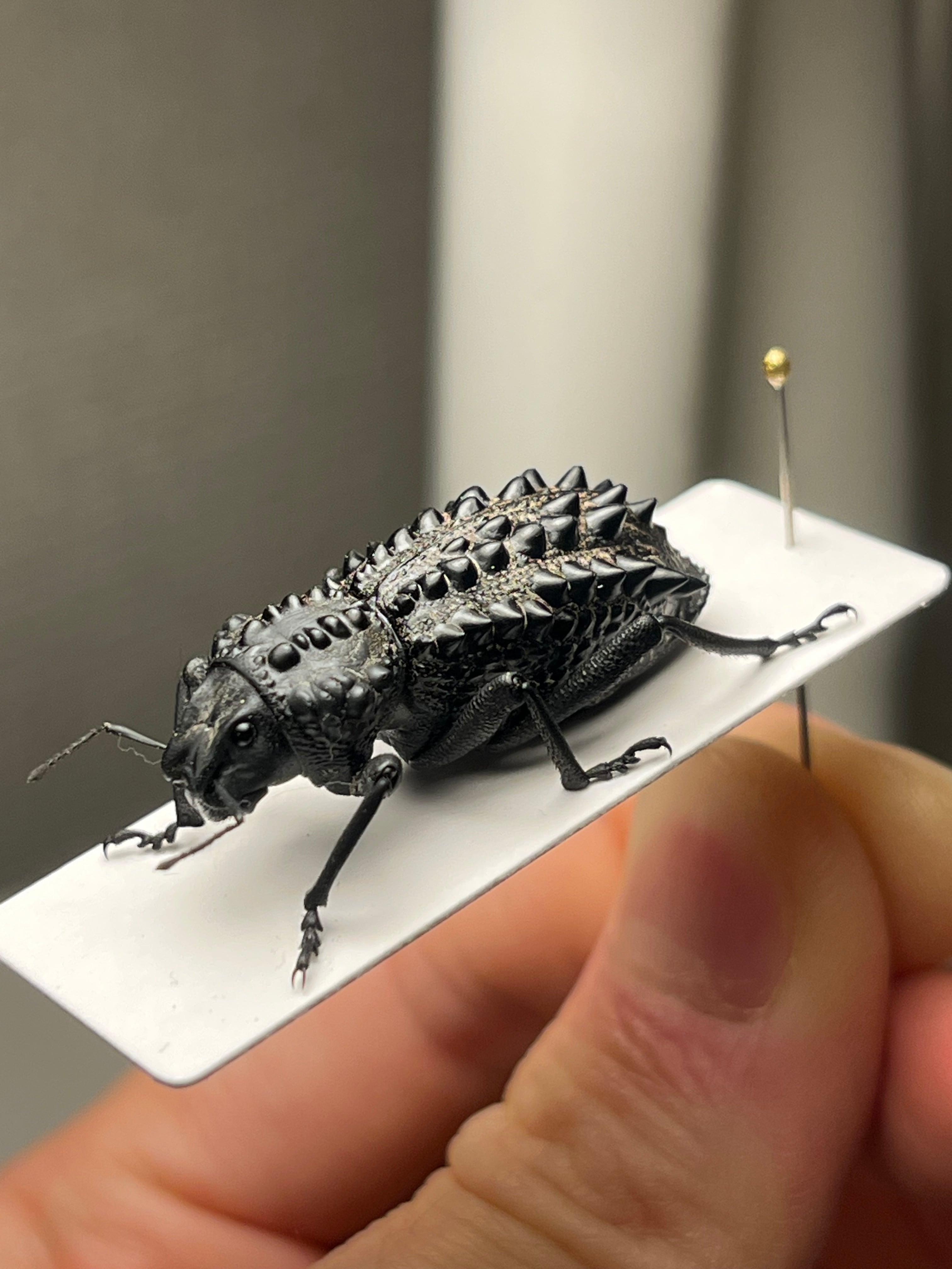 属内最高峰】トゲトゲヘンテコゾウムシ Gagatophorus 標本甲虫フン