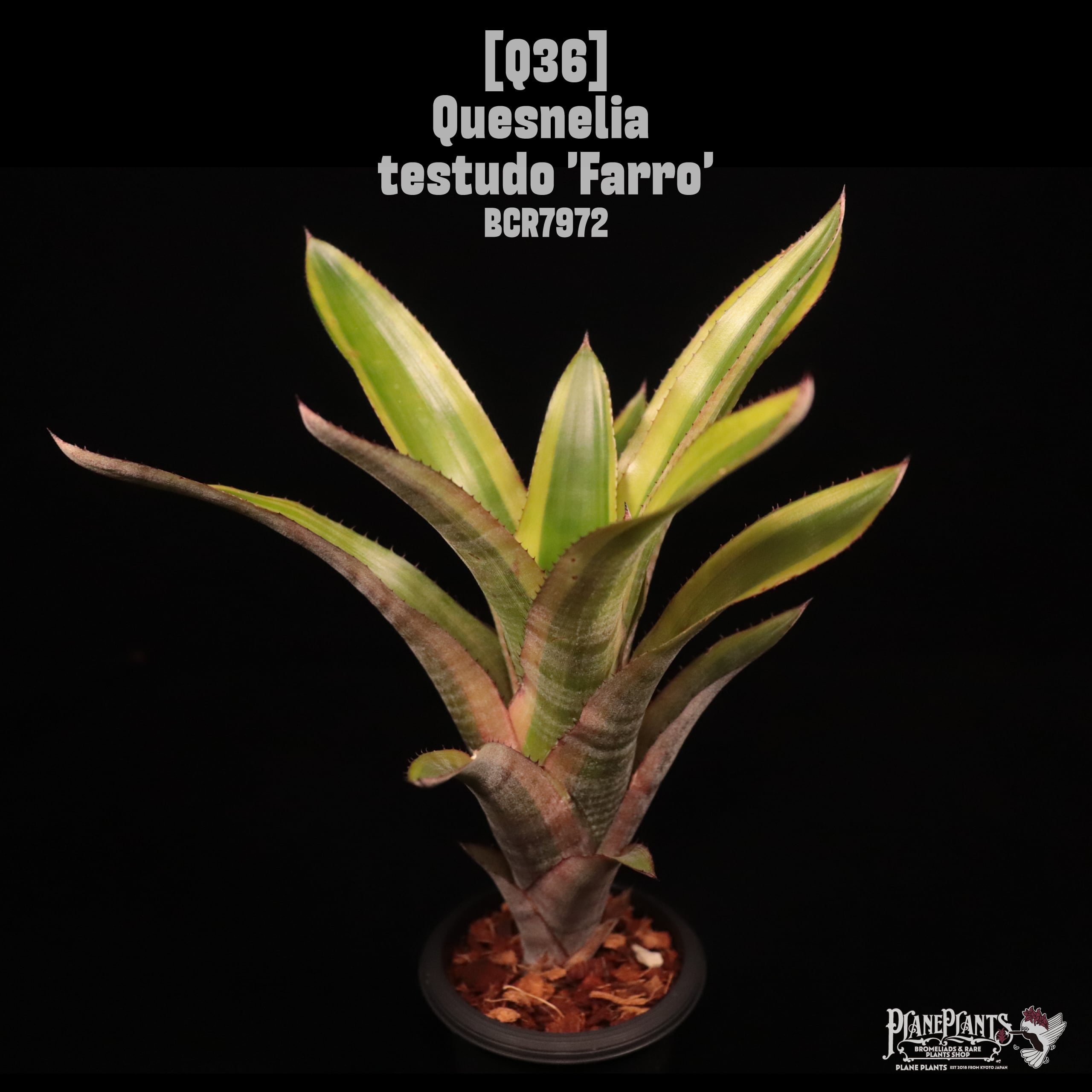 Quesnelia testudo 'Farro'〔ケスネリア〕Q36