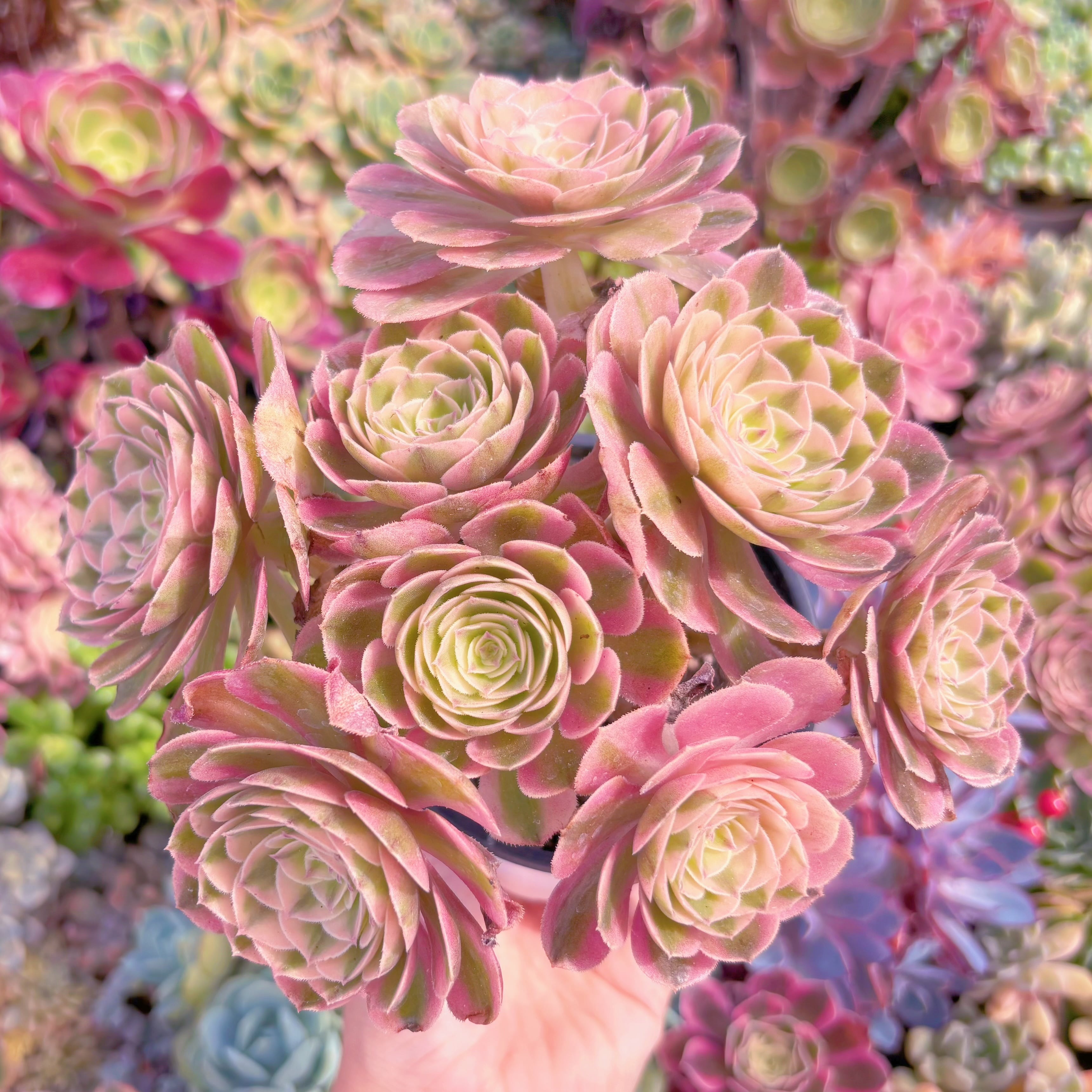 現品　ハロウィン白錦#861　大群生　るる農園