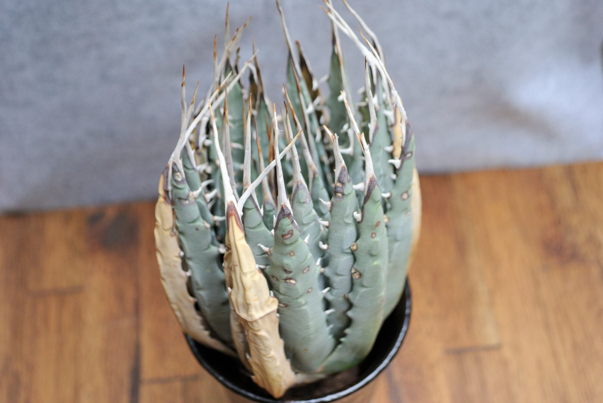 アガベ ユタエンシス エボリスピナ No.1 | Agave Rocon