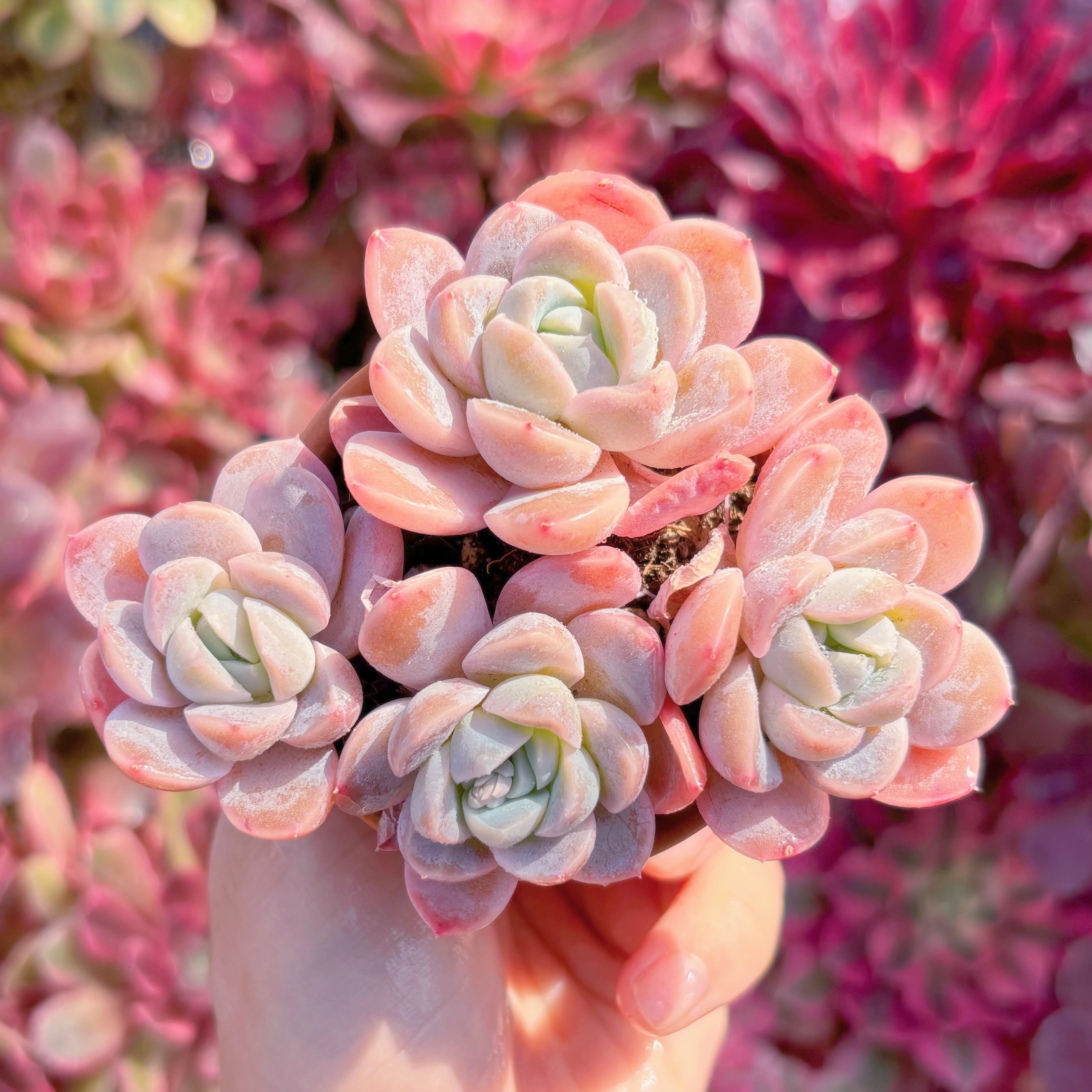 現品　苺大福#A099　群生　るる農園