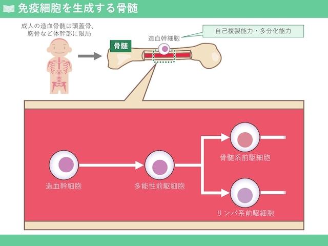 免疫学の基礎トレーニング「免疫の全体像」