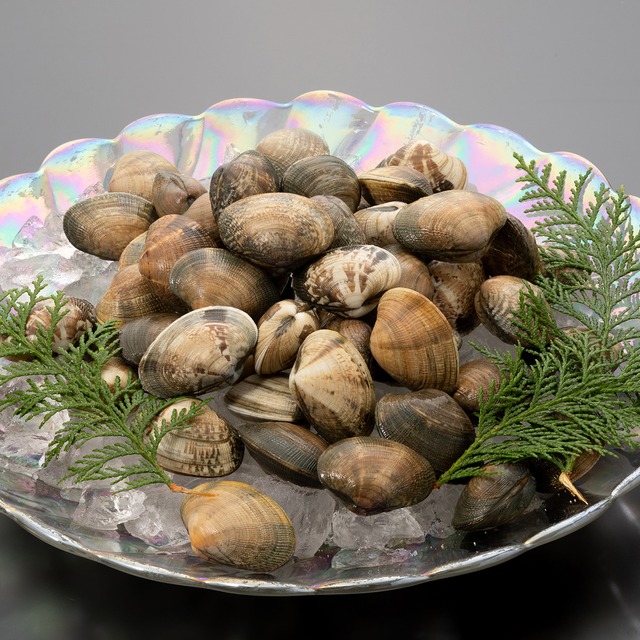 2026年2月6日（金）発送【さりひめ】完全国産 活あさり5kg