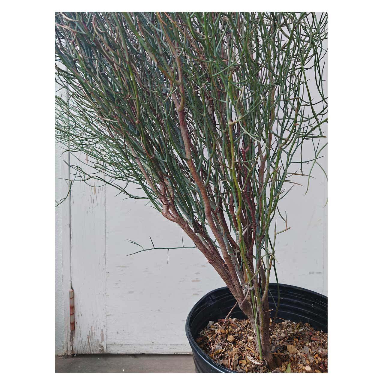Acacia spinescens（Spiny Wattle） | PAY ID