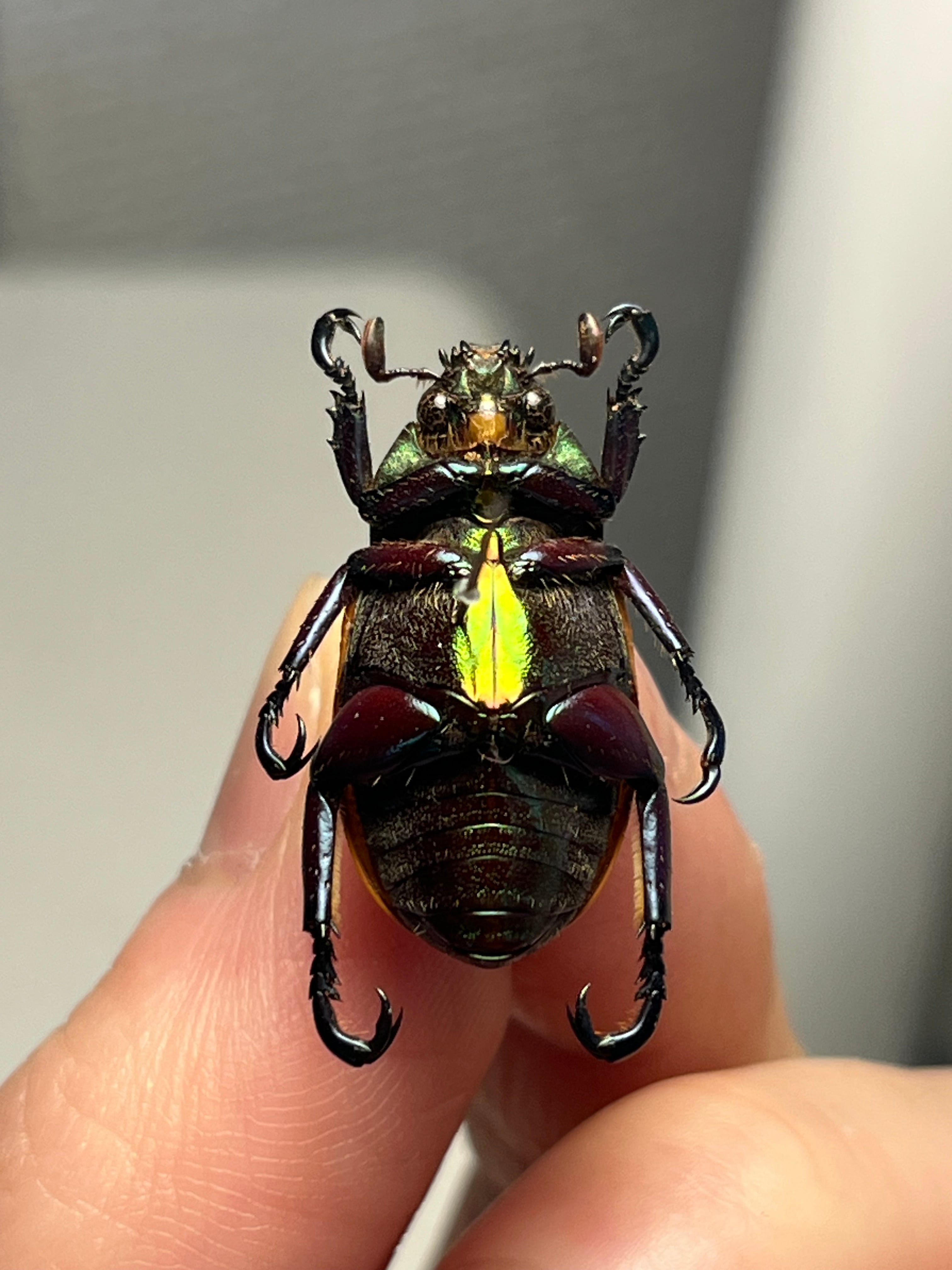 Pelidnota sanctijacobi プラチナコガネ 標本 Epichalcoplethis