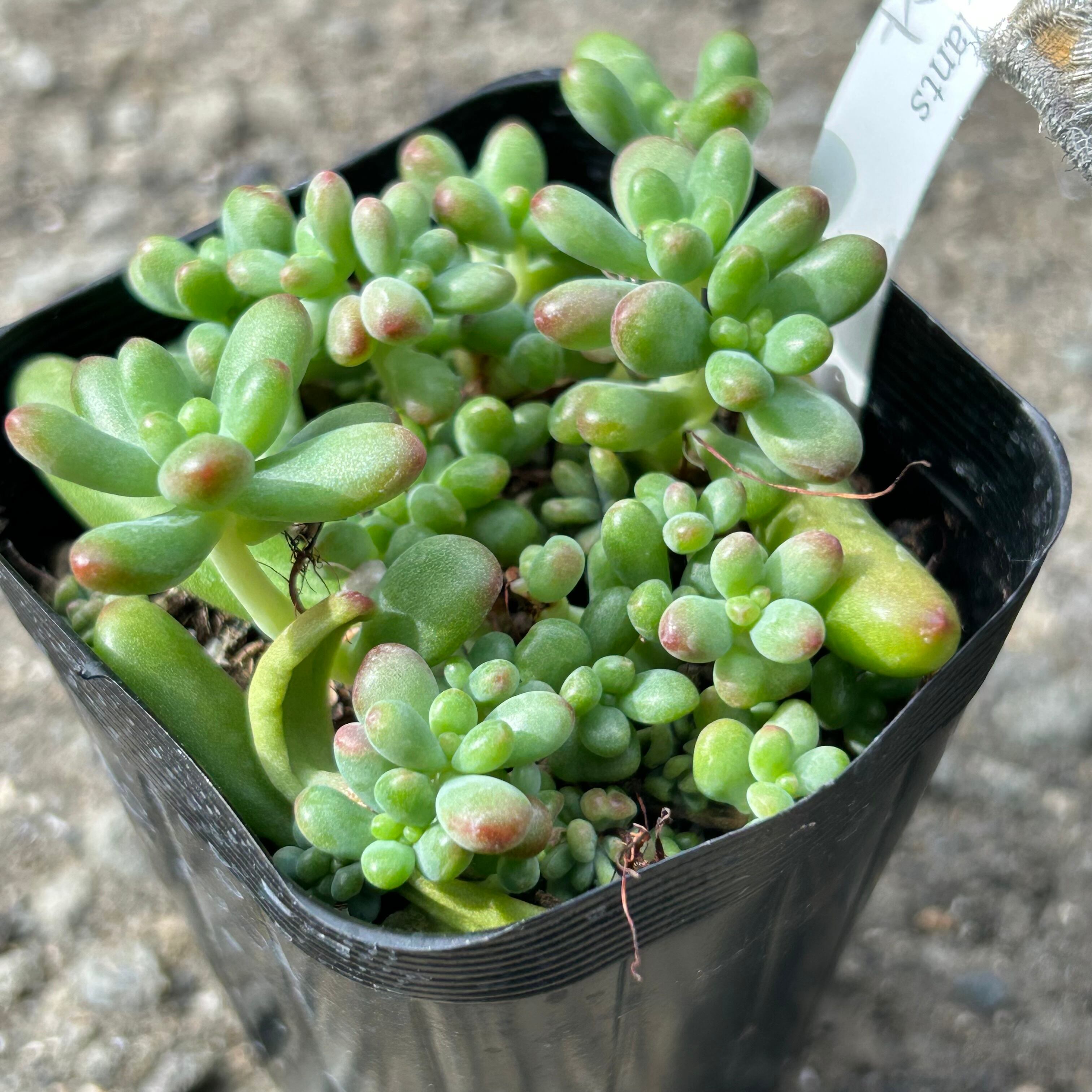 ルビーティント | RuPo 多肉植物専門店