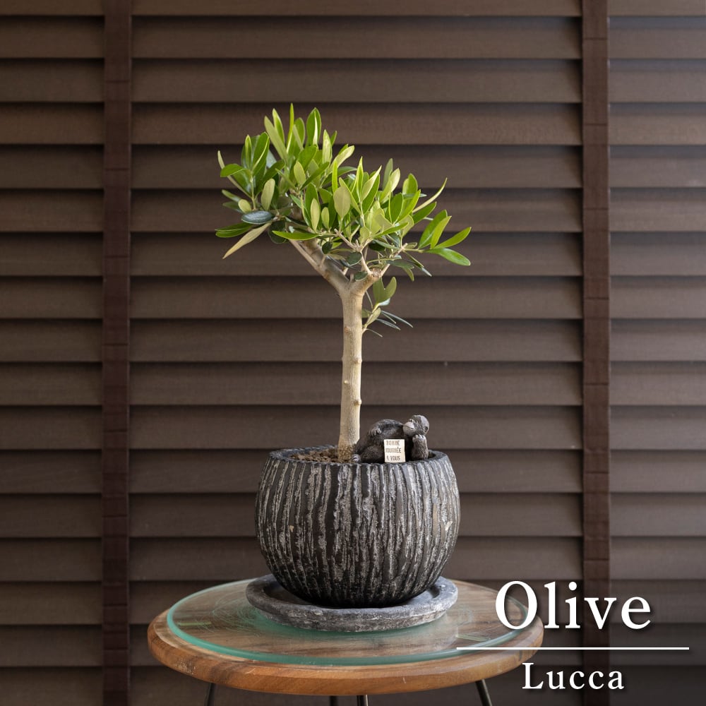 創樹 Olive オリーブの木 SOUJU ピクアル 自家受精 オリーブ 盆栽