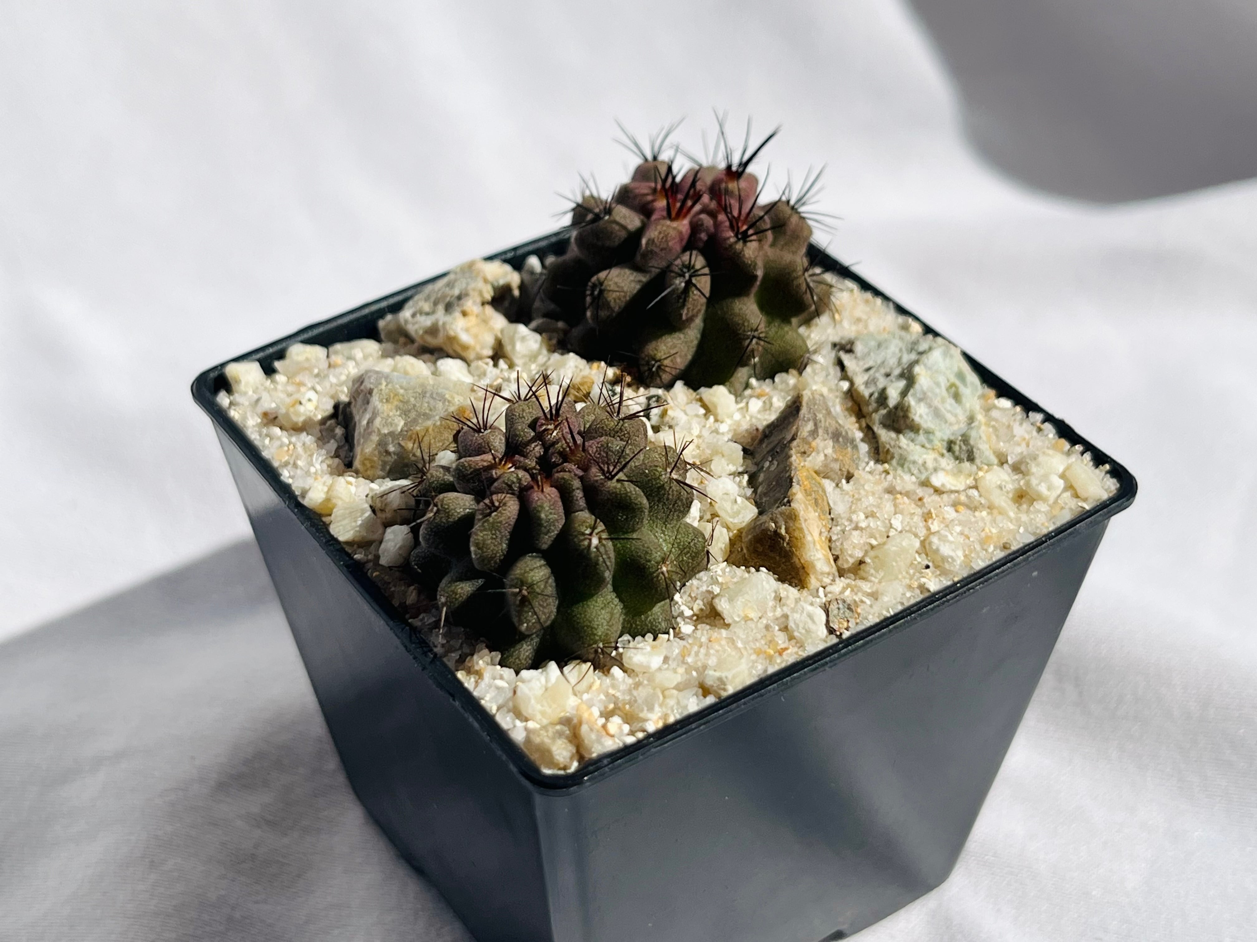 Eriosyce sp エリオシケ paucicostata×jussieui サボテン | plants