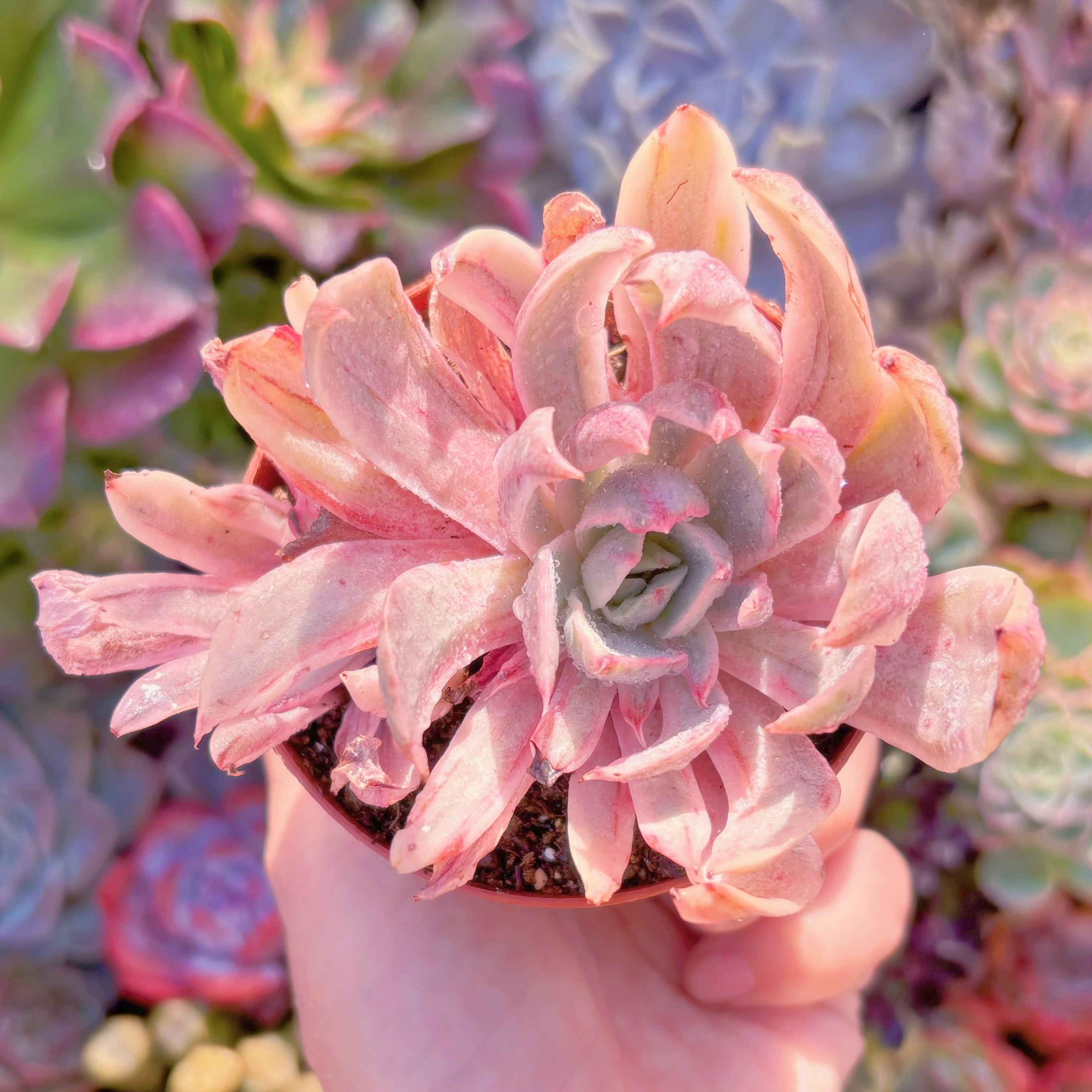 現品　ヘラ錦#A004　新入荷　るる農園