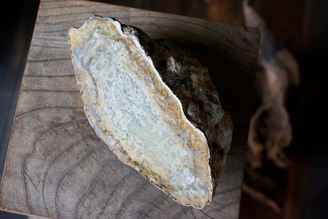 恐竜の糞石（コプロライト） Dinosaur Coprolites