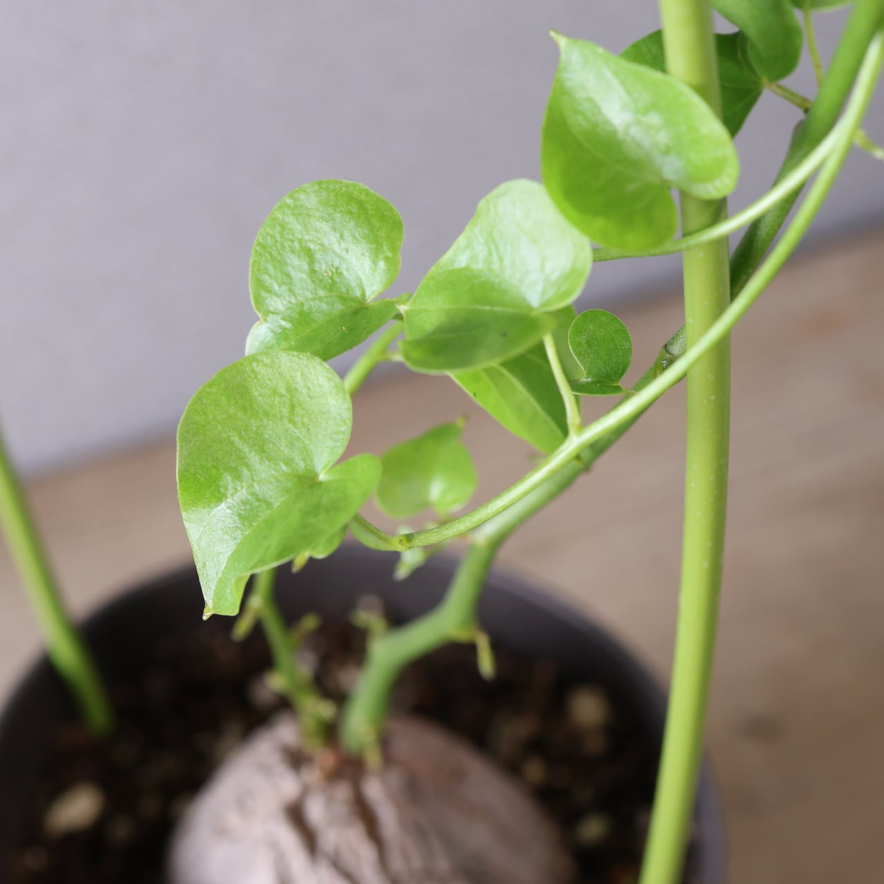 380 時間がつくる自然の芸術『亀甲竜』観葉植物 【送料無料】 | MARX